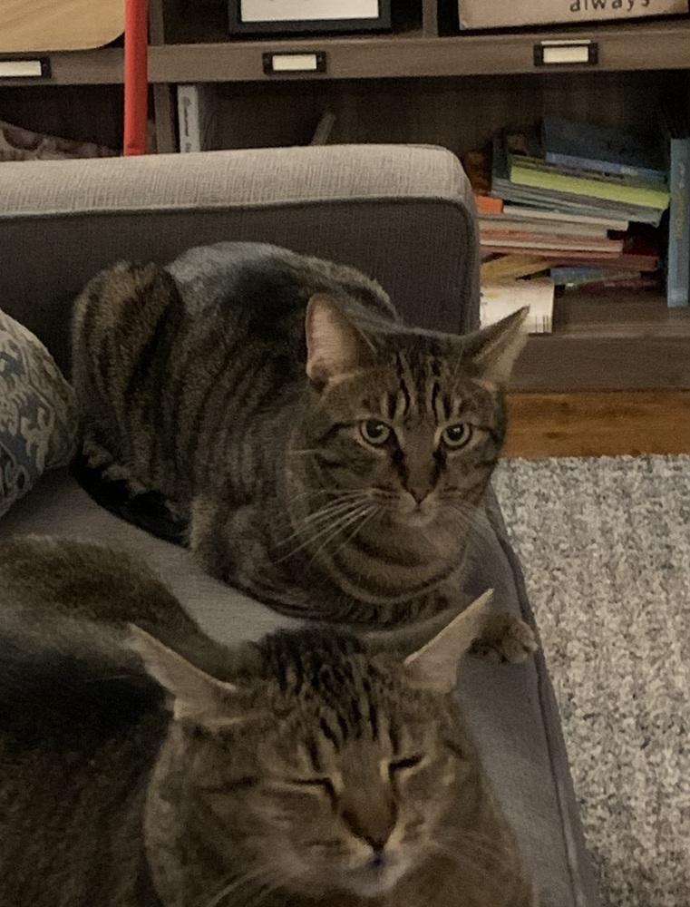 Enlarge Roger, a Adoptable Domestic Short Hair in Virginia Beach, VA image 6/6