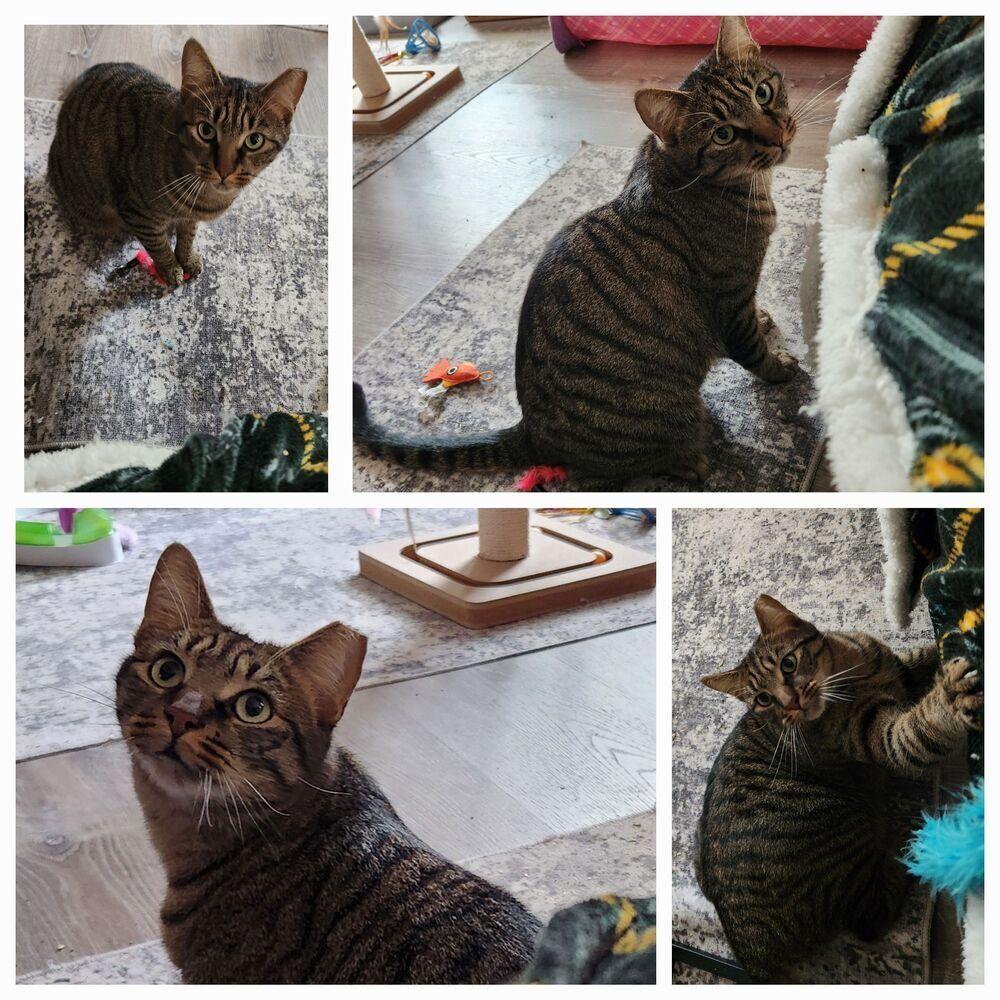 Enlarge Roger, a Adoptable Domestic Short Hair in Virginia Beach, VA image 6/6