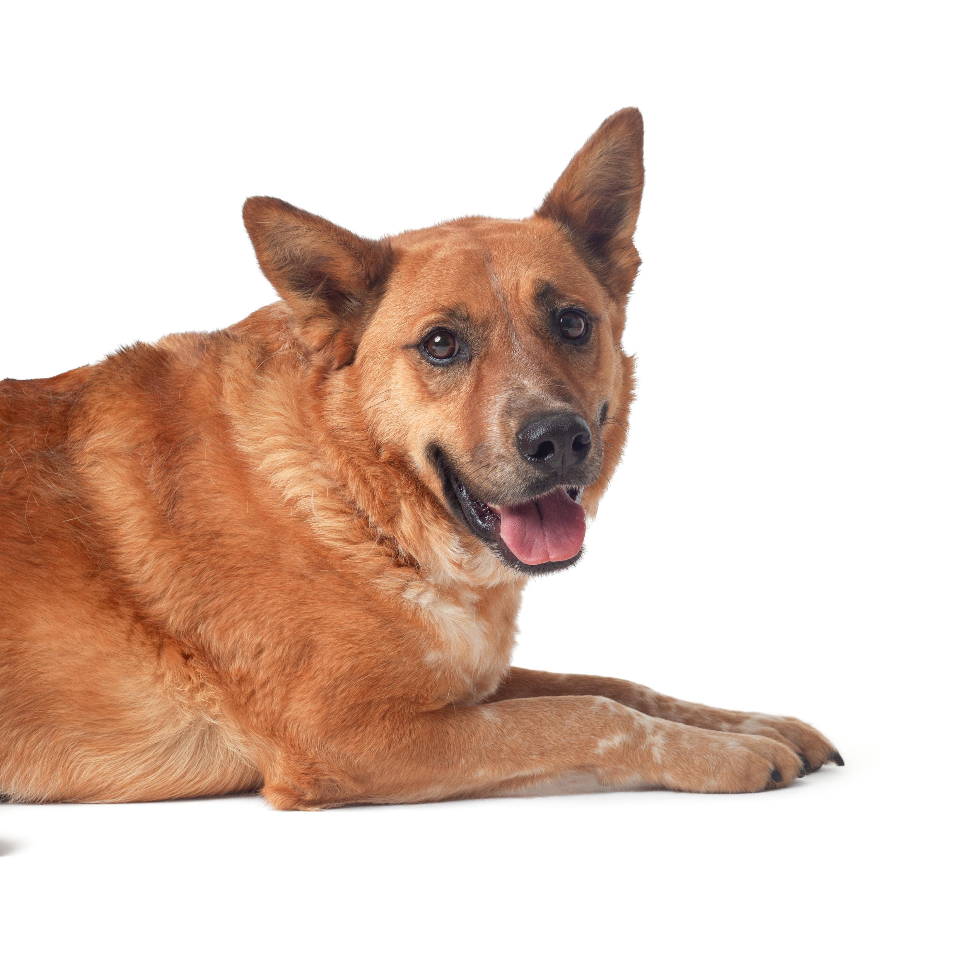 Enlarge Foxy, an adopted mixed breed in Guthrie, OK image 3/4