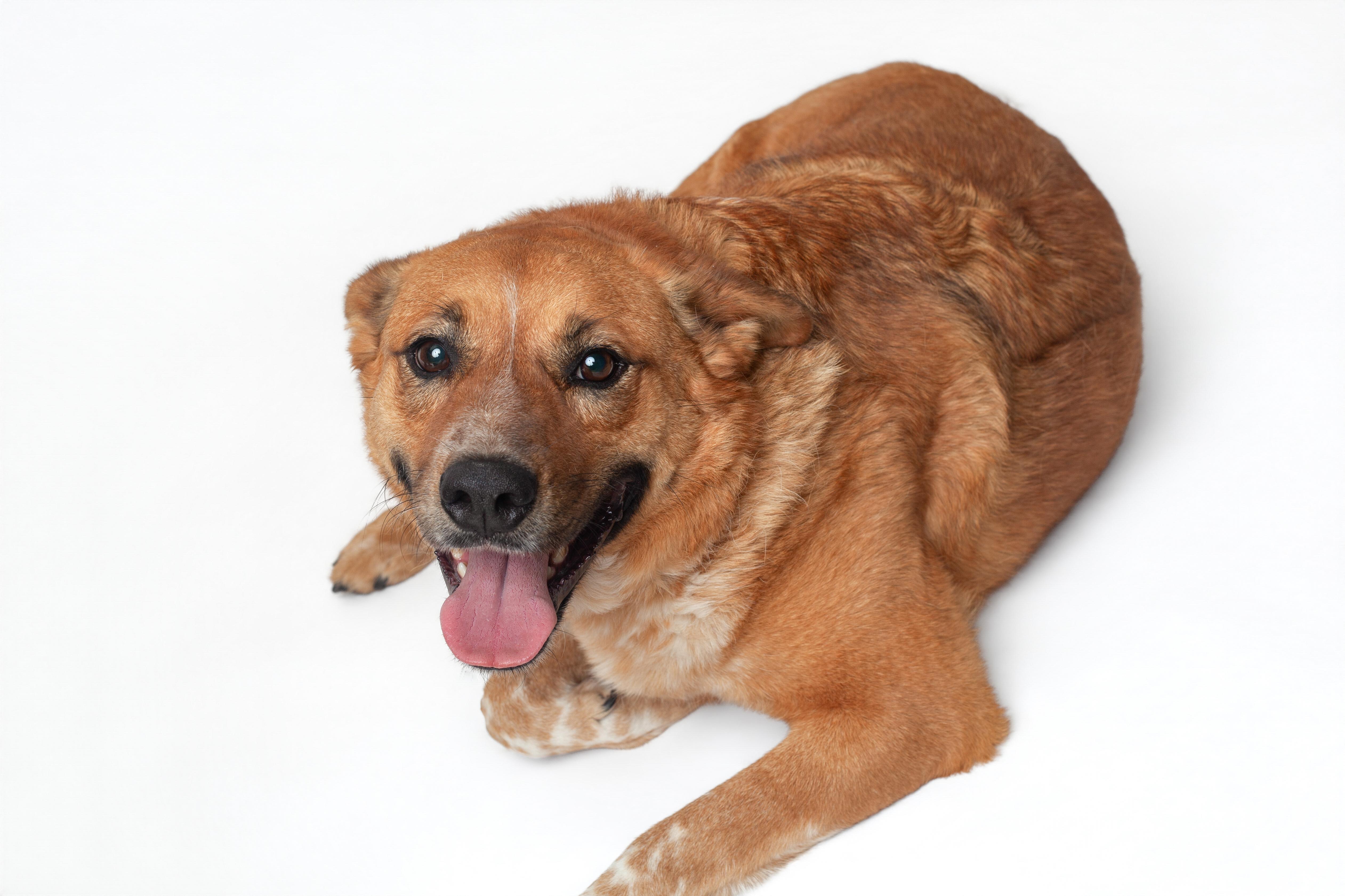 Enlarge Foxy, an adopted mixed breed in Guthrie, OK image 4/4