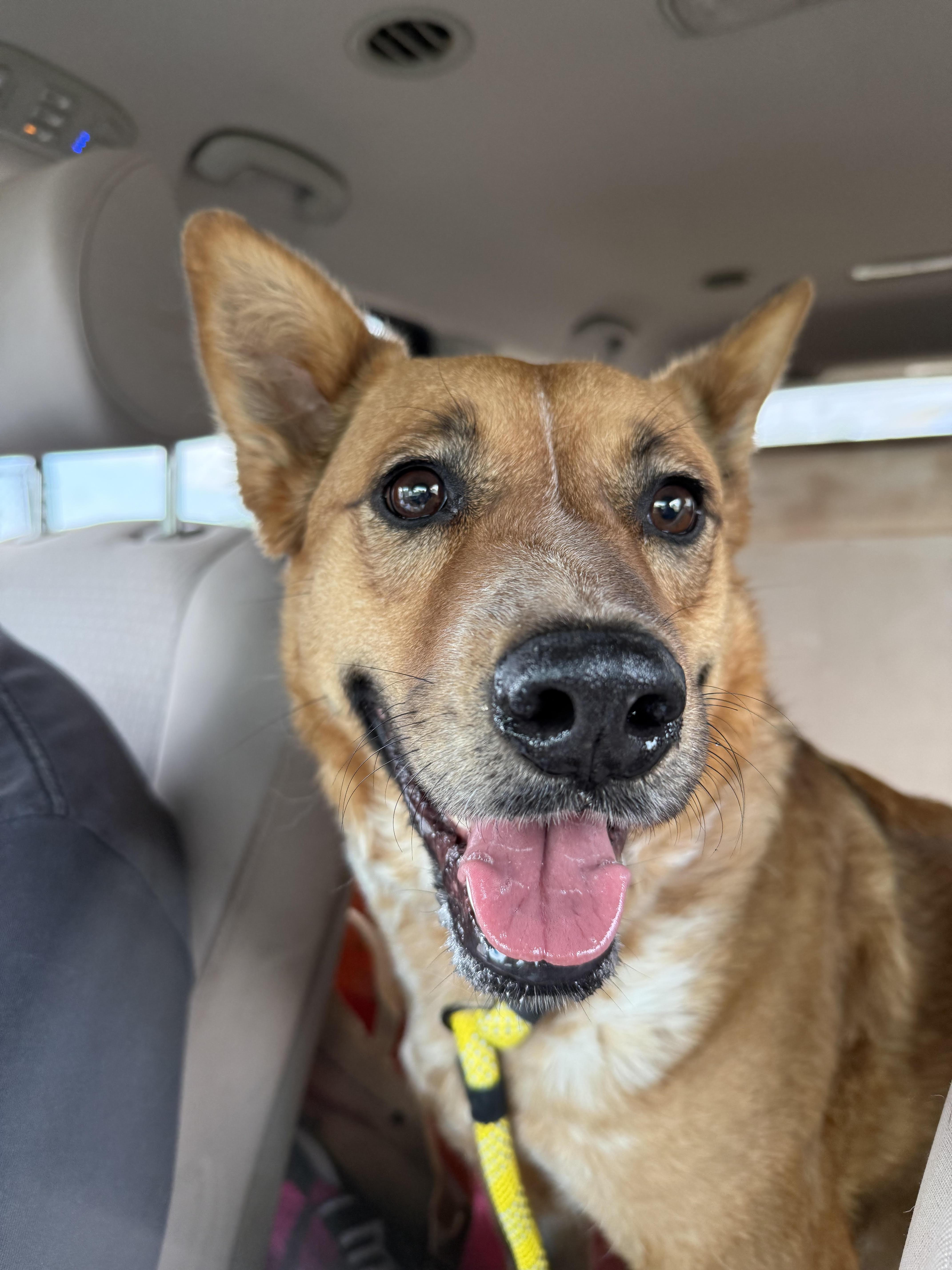 Enlarge Foxy, an adopted mixed breed in Guthrie, OK image 2/4
