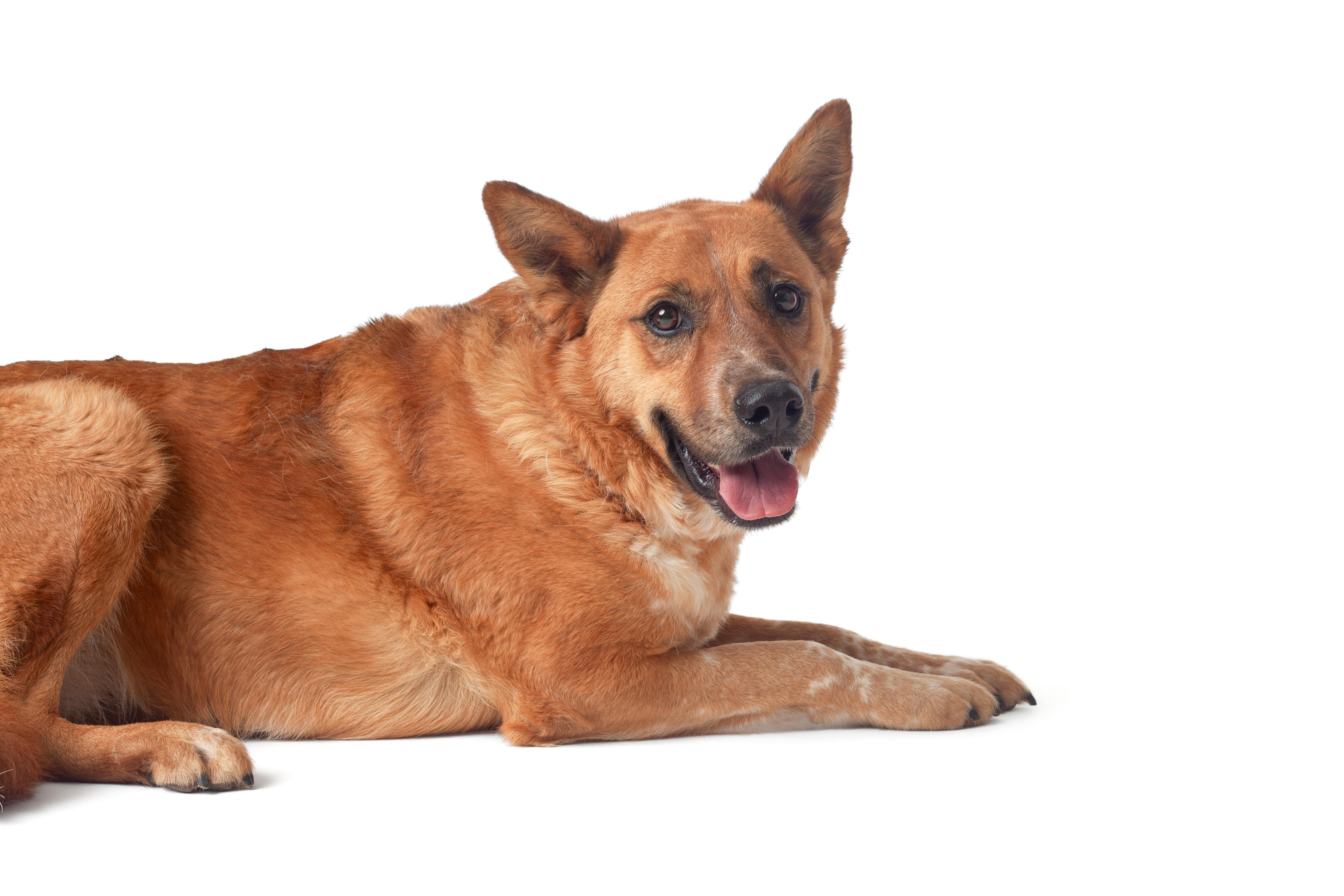 Enlarge Foxy, an adopted mixed breed in Guthrie, OK image 1/4