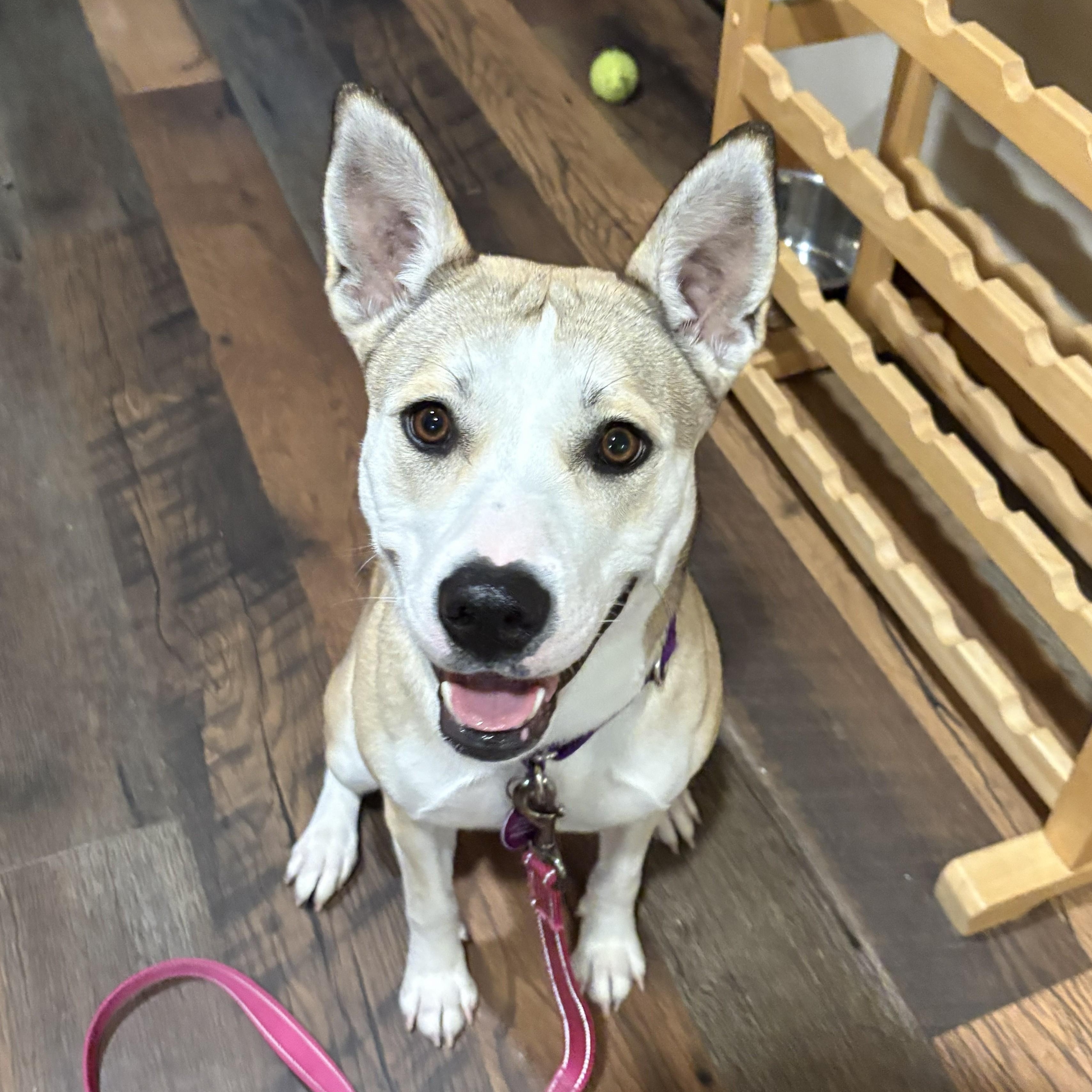 Enlarge Carol, a ADOPTABLE Mixed Breed in Cooperstown, NY image 3/5