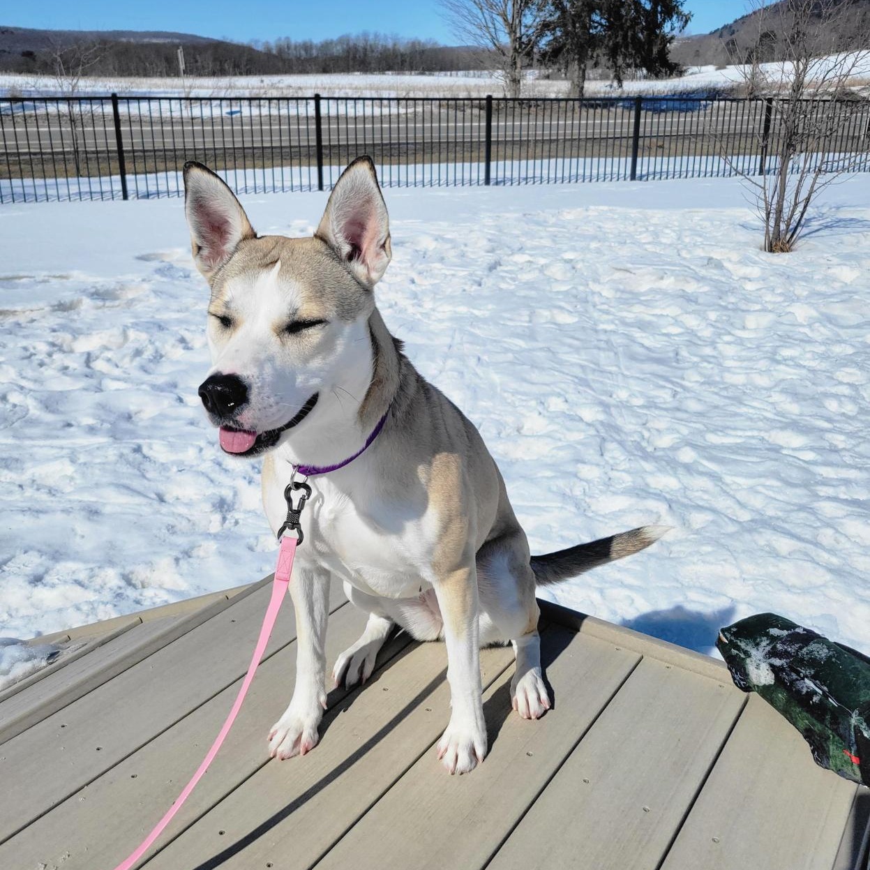 Enlarge Carol, a ADOPTABLE Mixed Breed in Cooperstown, NY image 3/3