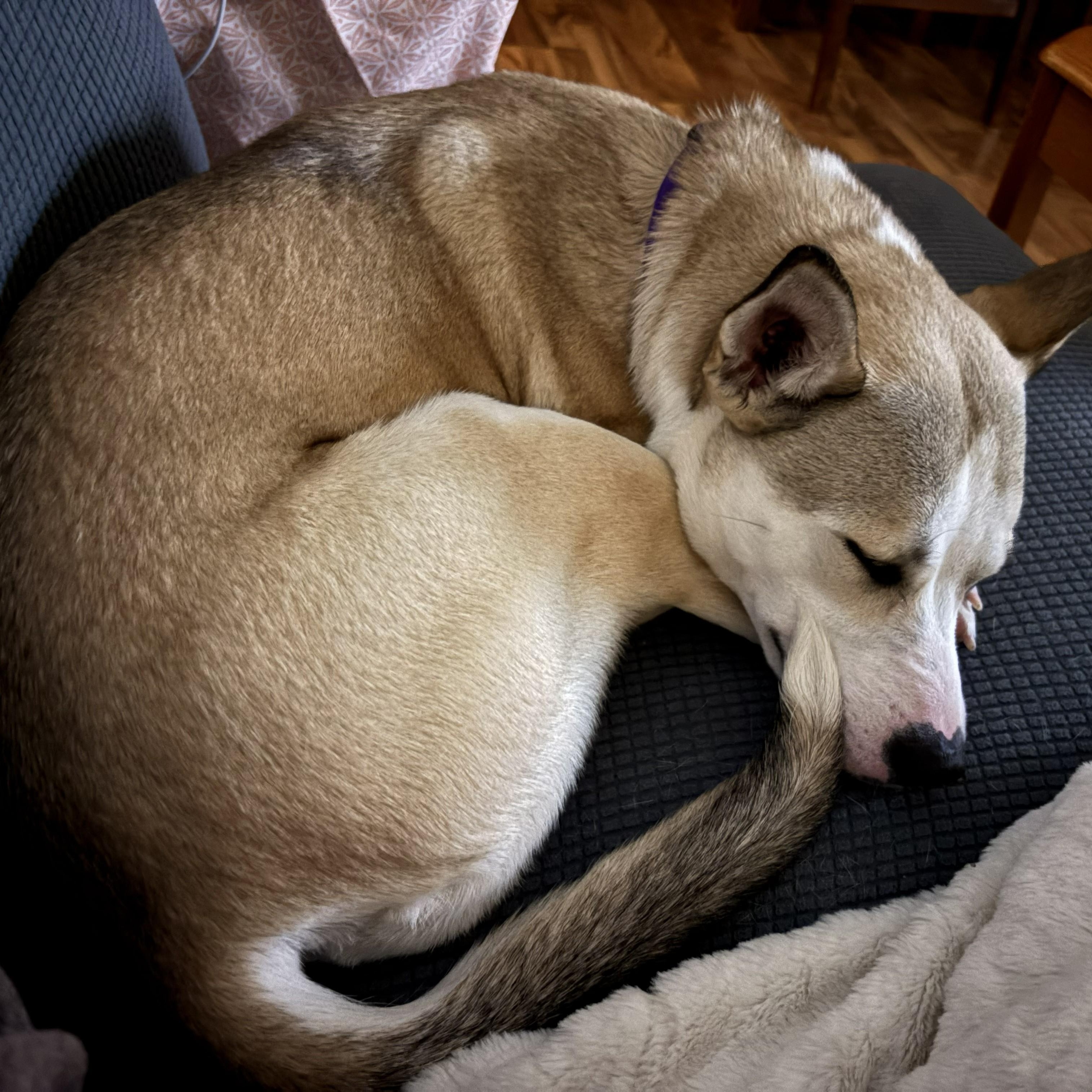 Enlarge Carol, a ADOPTABLE Mixed Breed in Cooperstown, NY image 4/5