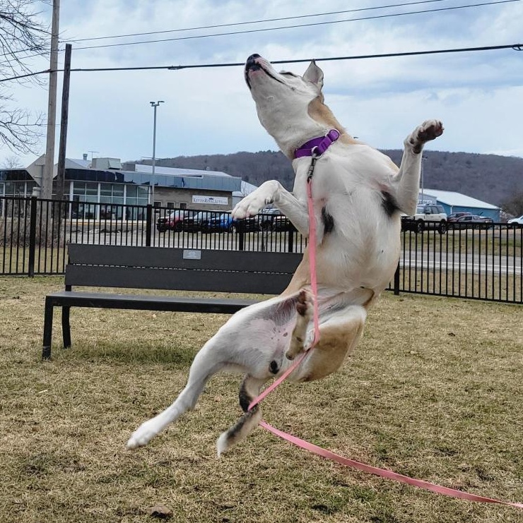 Enlarge Carol, a ADOPTABLE Mixed Breed in Cooperstown, NY image 2/5