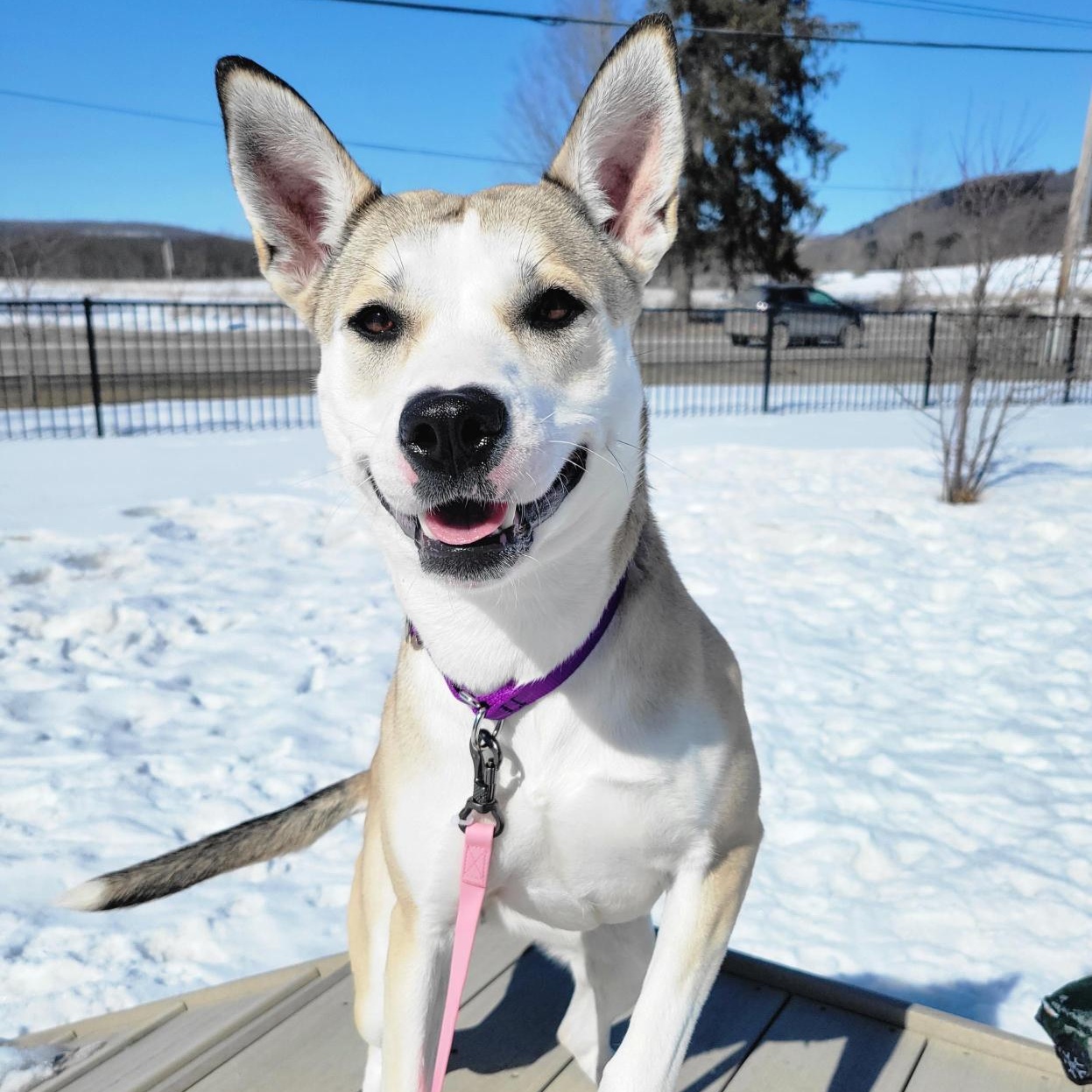 Enlarge Carol, a ADOPTABLE Mixed Breed in Cooperstown, NY image 1/3