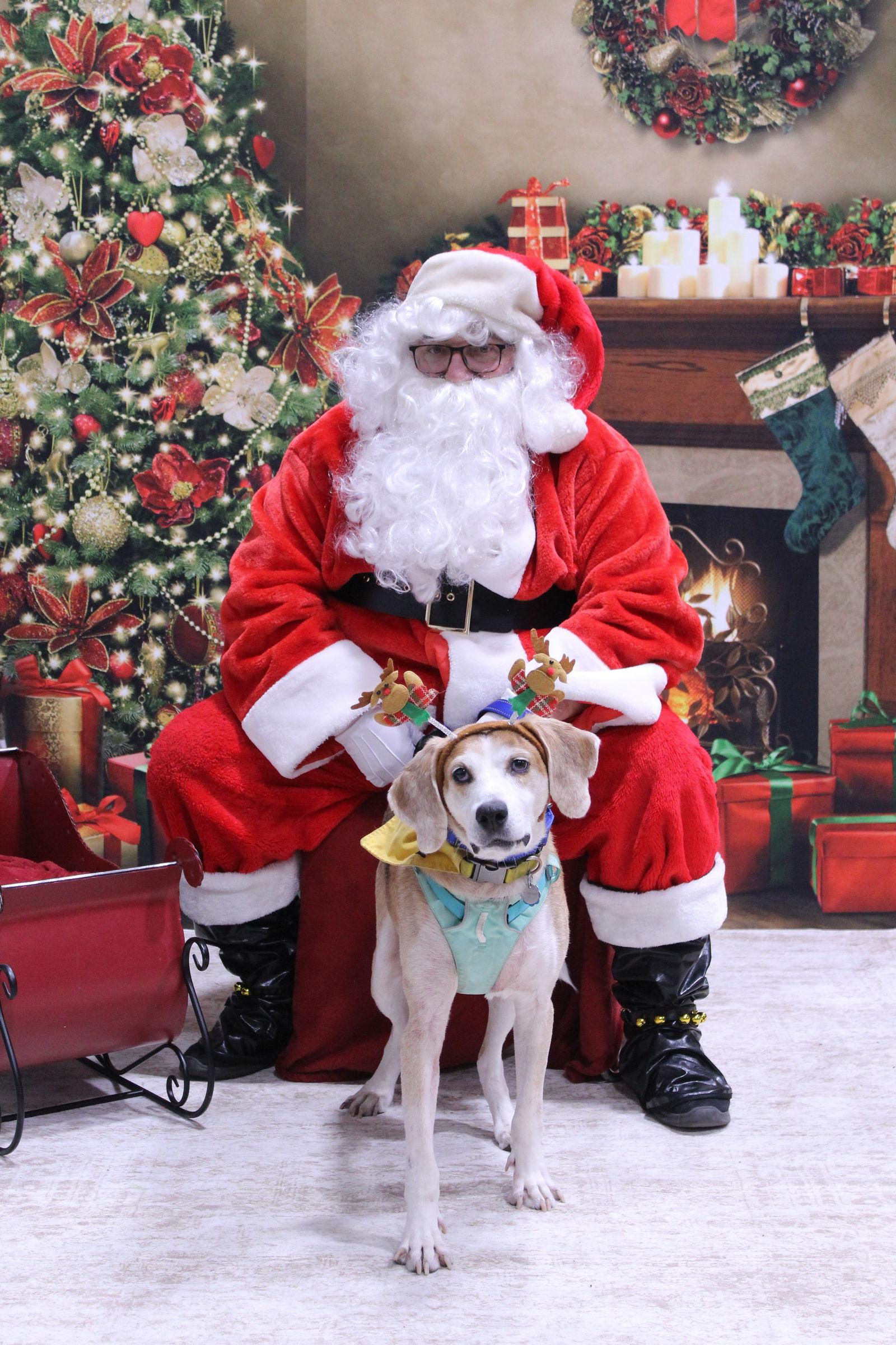 Gomer, Adoptable, Senior Male Foxhound.