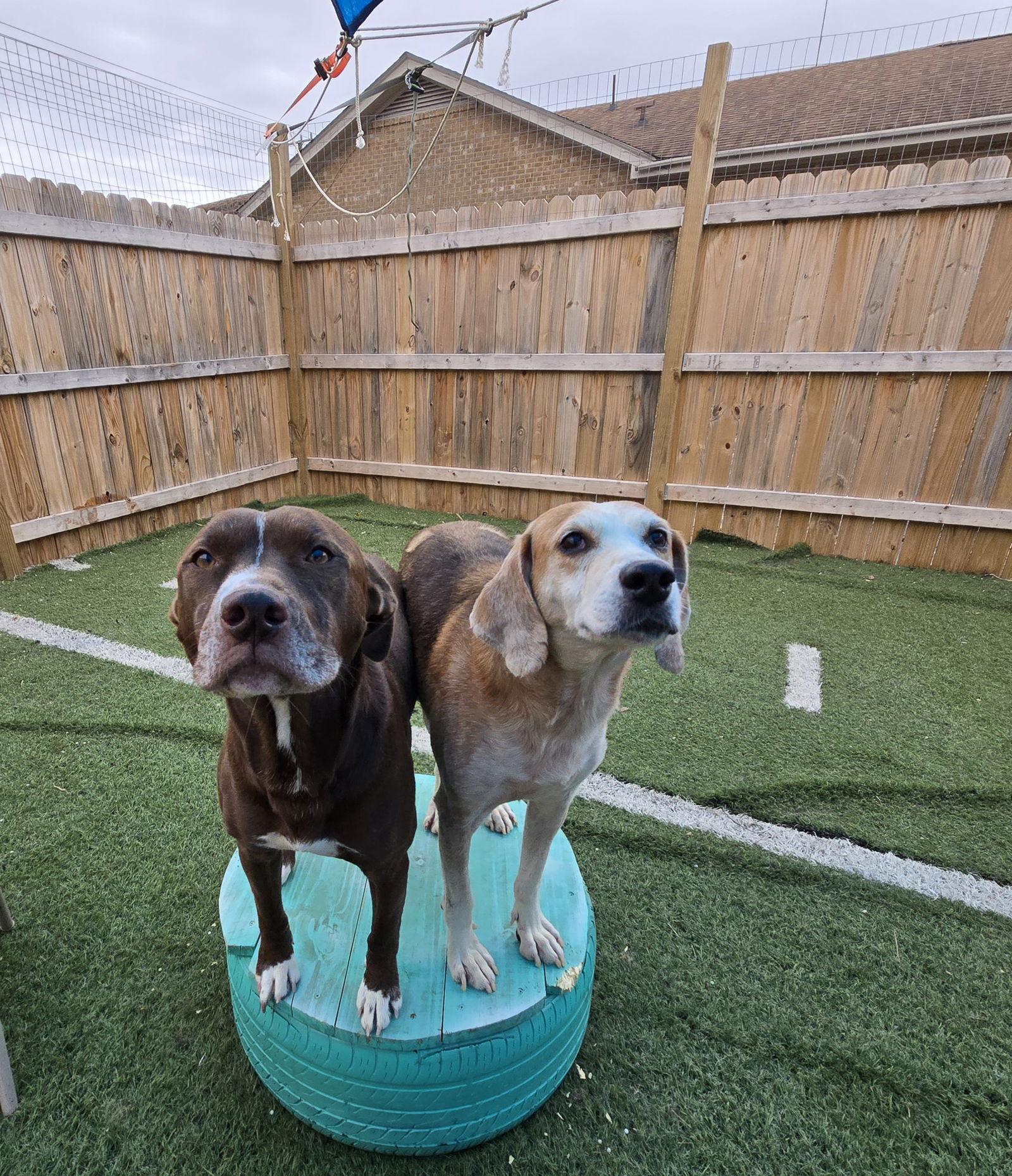 Gomer, a Adoptable Foxhound in Norfolk, VA image 2/3