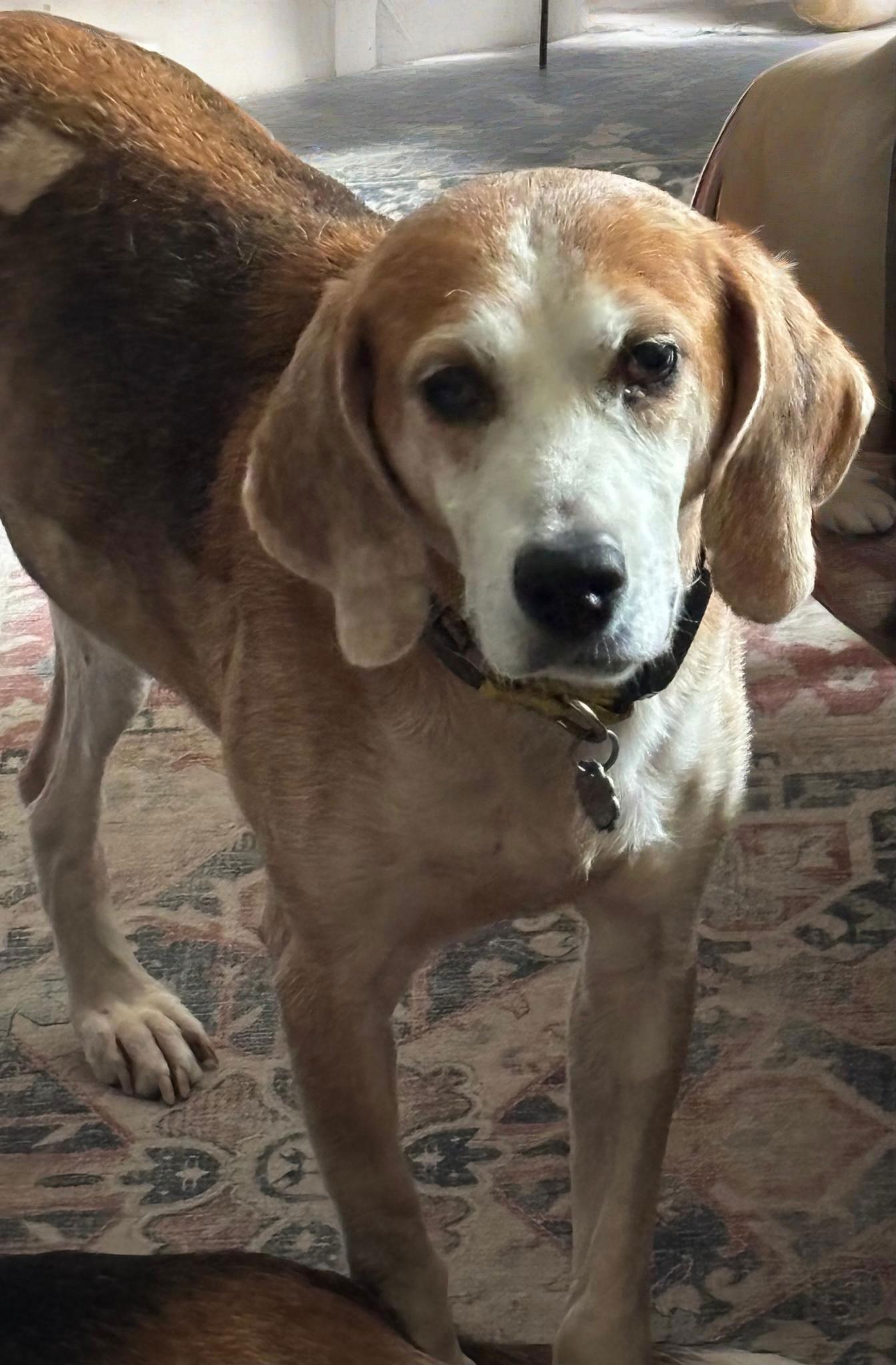 Gomer, a Adoptable Foxhound in Norfolk, VA image 3/3