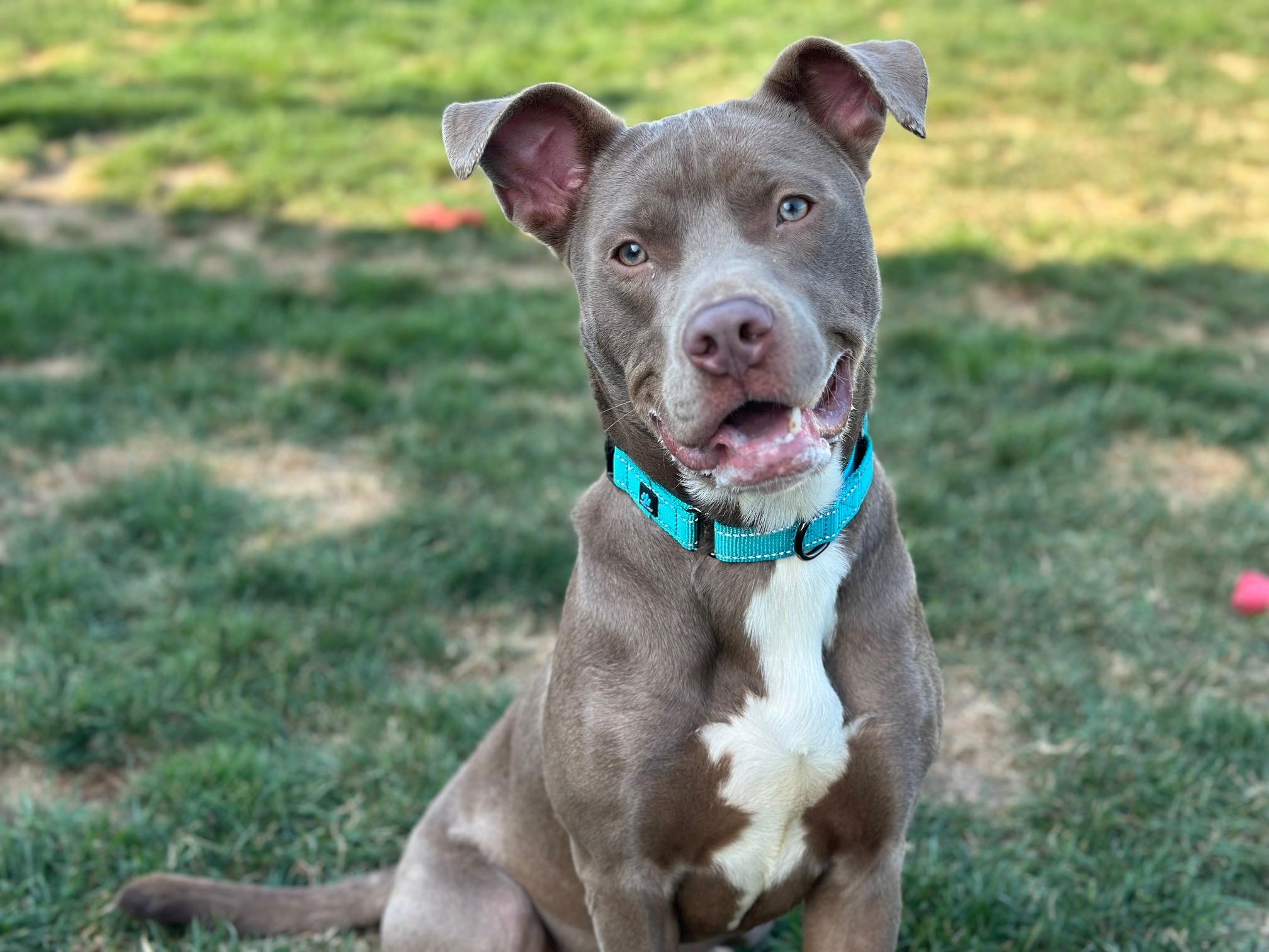 Enlarge Draco, a ADOPTABLE mixed breed in Seneca Falls, NY image 5/6