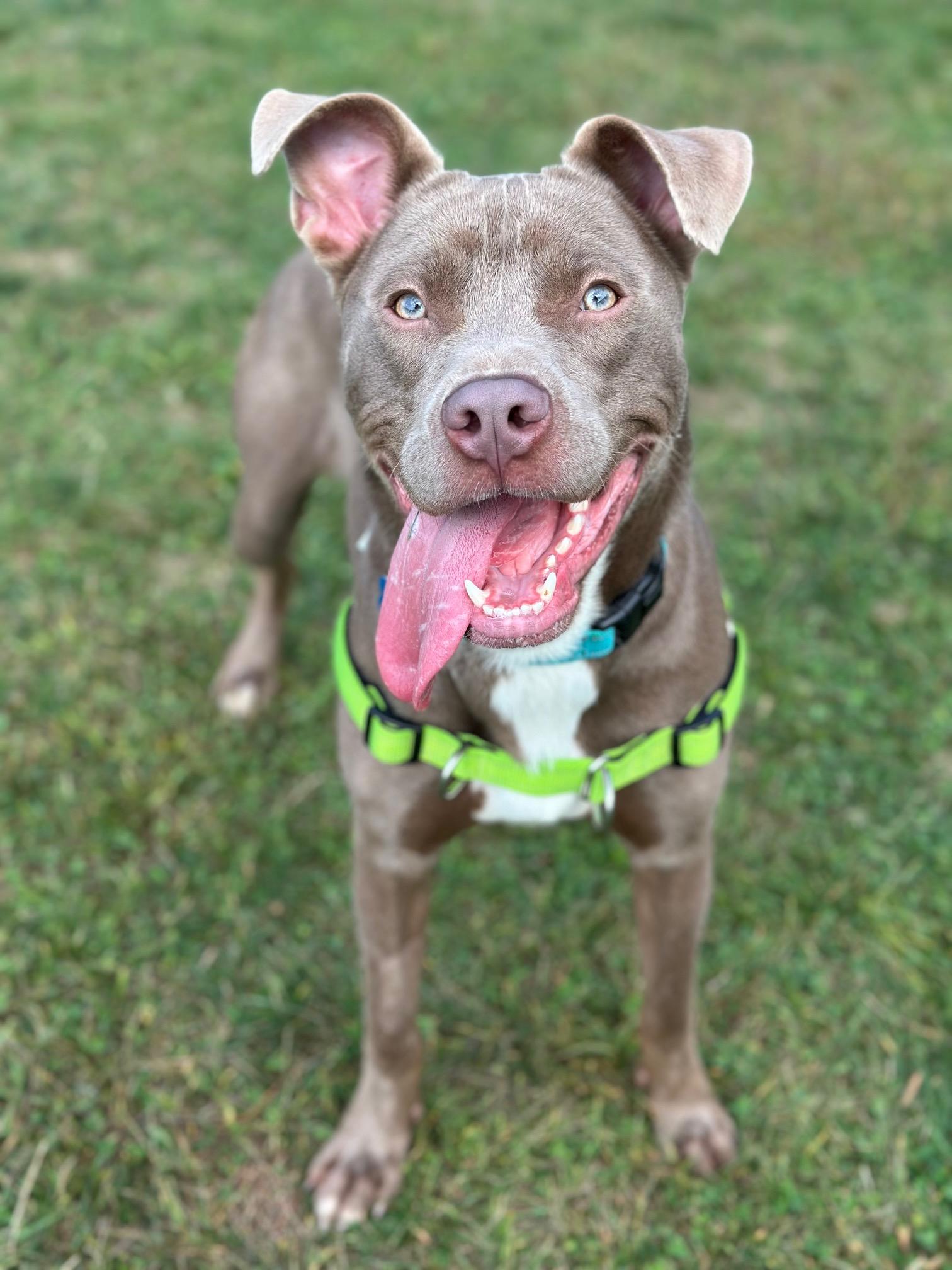 Draco, ADOPTABLE, Young Male Pit Bull Terrier.