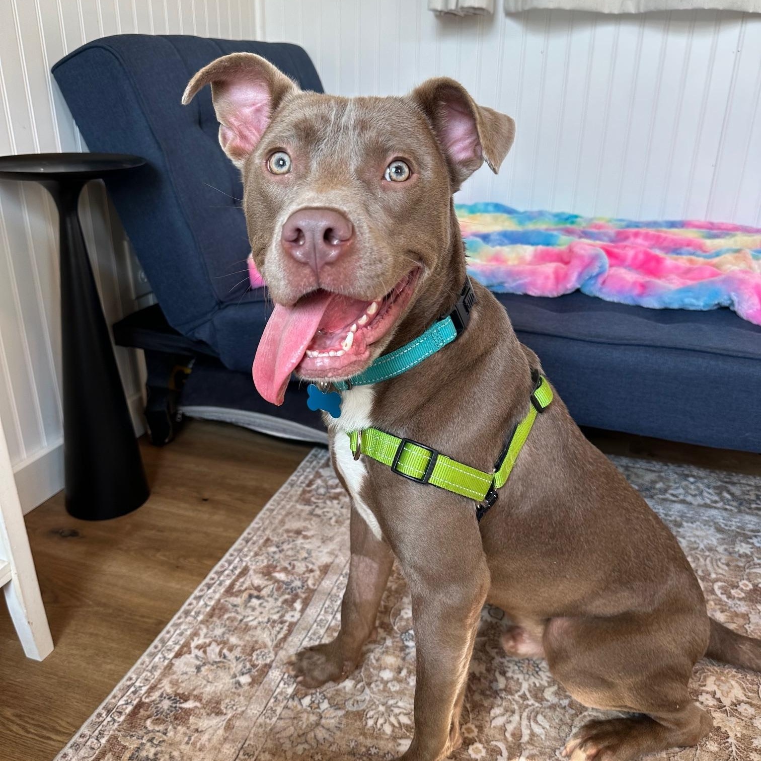 Enlarge Draco, a ADOPTABLE mixed breed in Seneca Falls, NY image 6/6