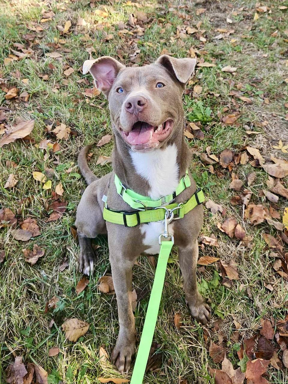 Enlarge Draco, a ADOPTABLE mixed breed in Seneca Falls, NY image 3/6