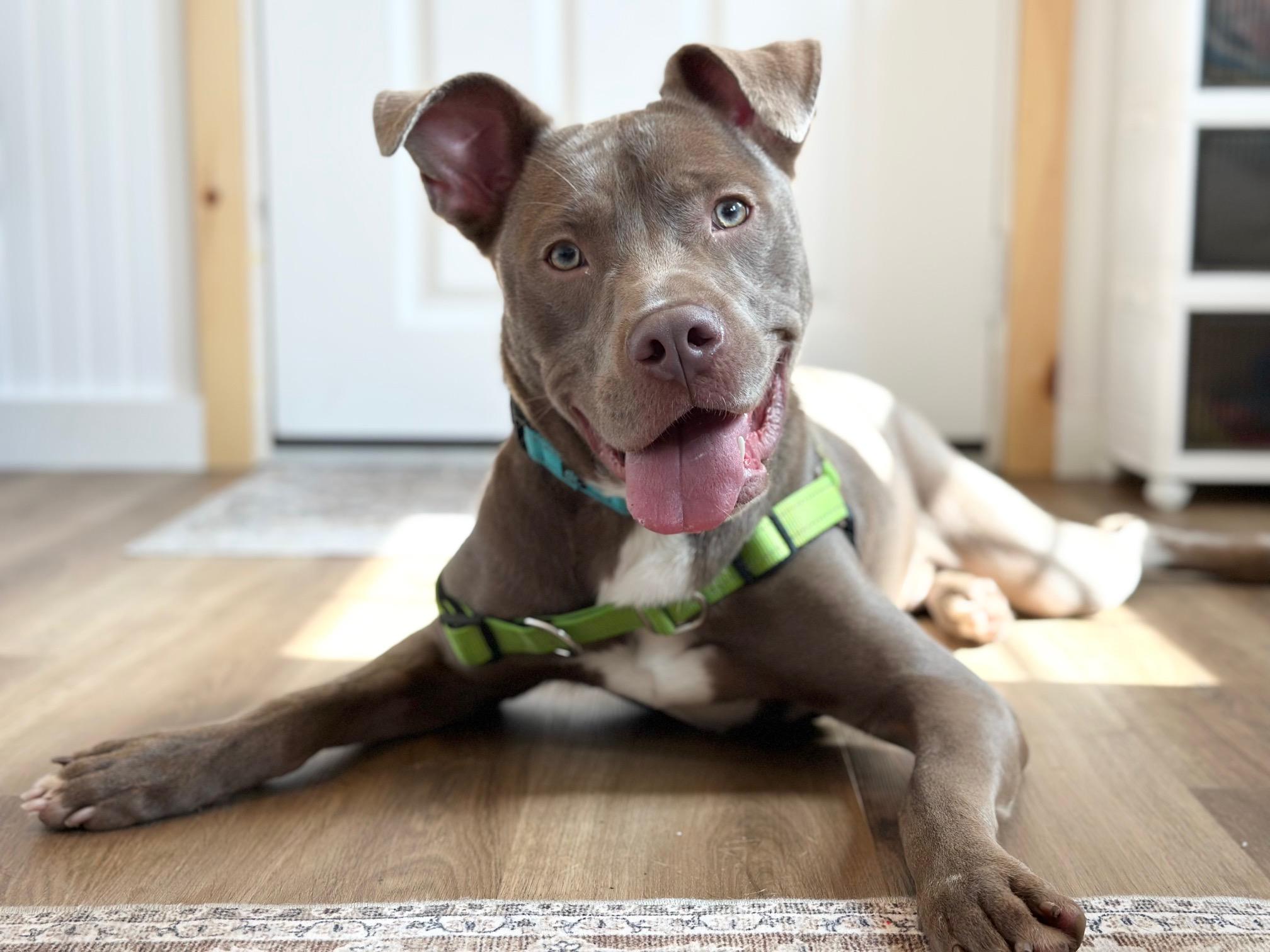 Enlarge Draco, a ADOPTABLE mixed breed in Seneca Falls, NY image 2/6