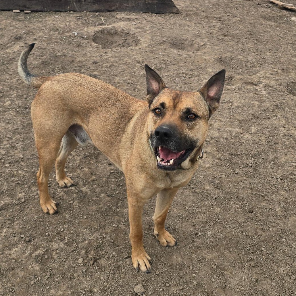 Enlarge Frank, a Adoptable mixed breed in Pocatello, ID image 1/5