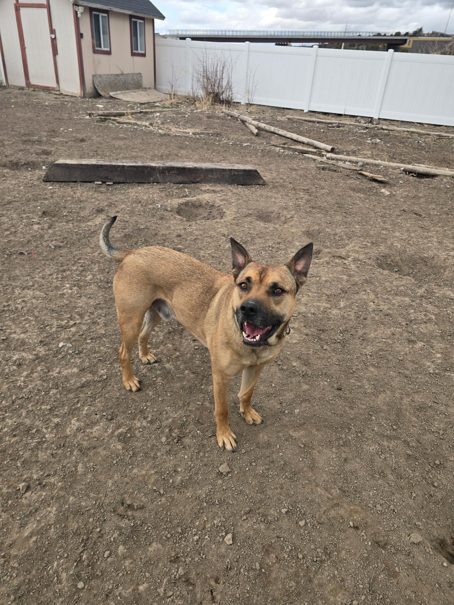 Frank, a Adoptable mixed breed in Pocatello, ID image 2/5