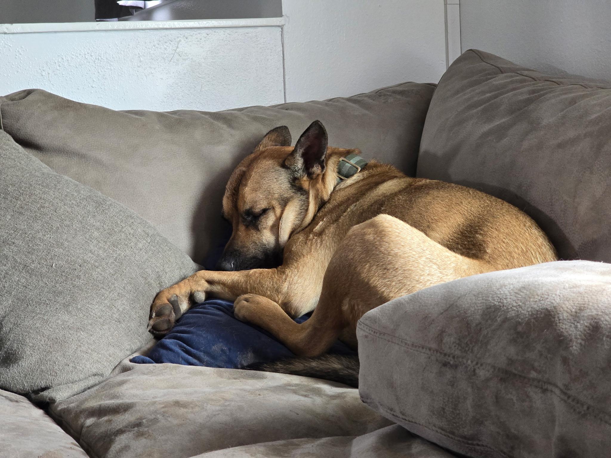 Frank, a Adoptable mixed breed in Pocatello, ID image 3/5