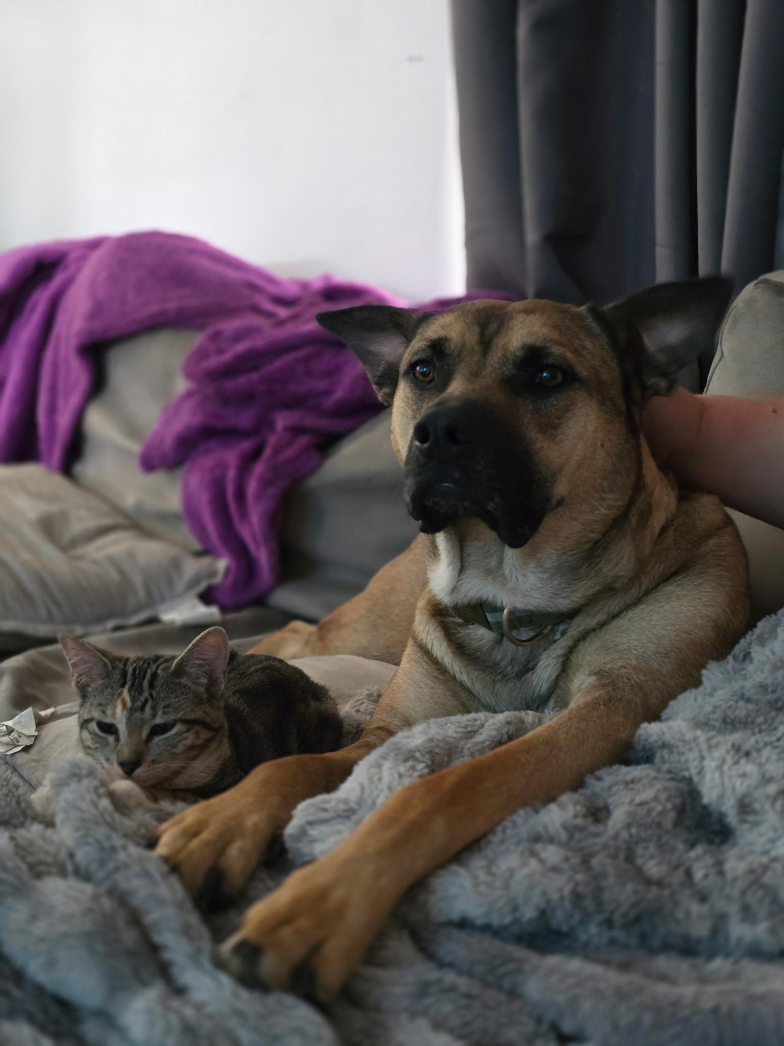 Frank, a Adoptable mixed breed in Pocatello, ID image 1/5