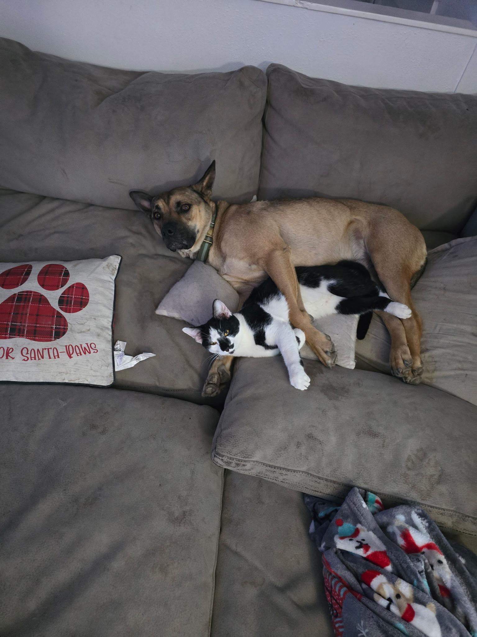 Frank, a Adoptable mixed breed in Pocatello, ID image 4/5