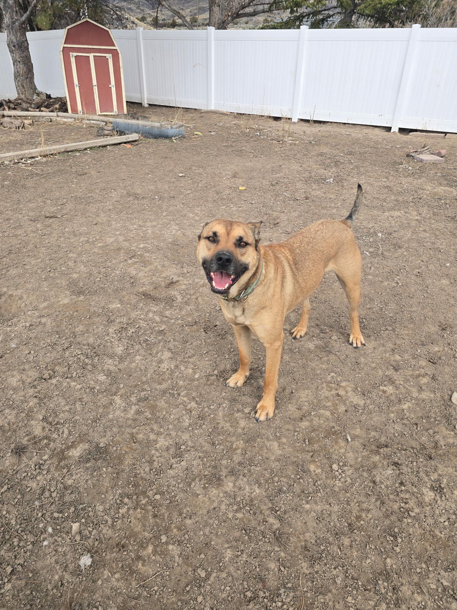 Frank, a Adoptable mixed breed in Pocatello, ID image 5/5