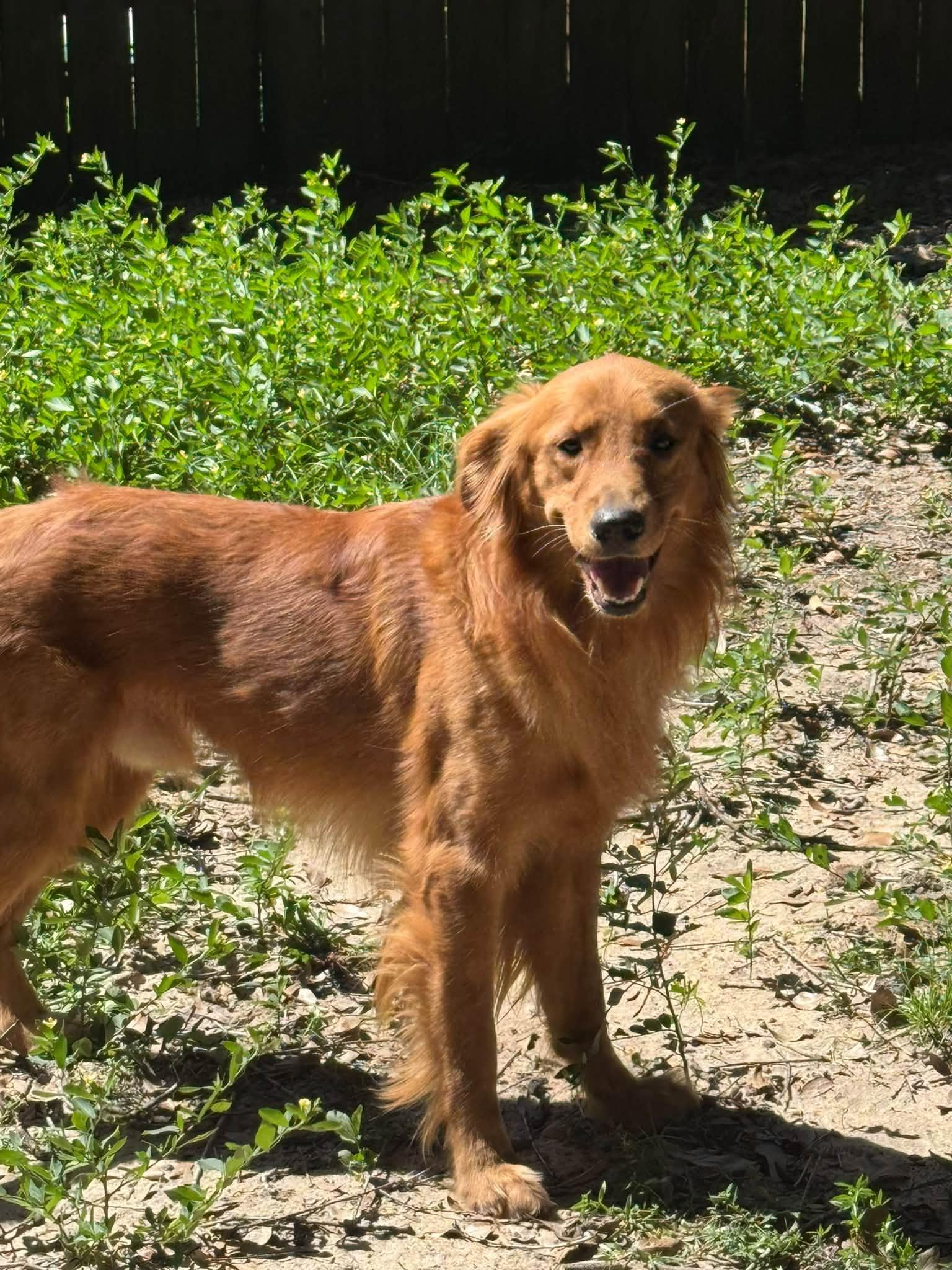 Perni, Adopted, Young Male Golden Retriever.