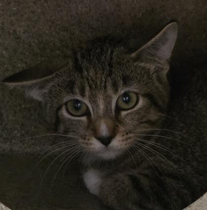 Citrine, ADOPTABLE, Kitten Female Domestic Short Hair.