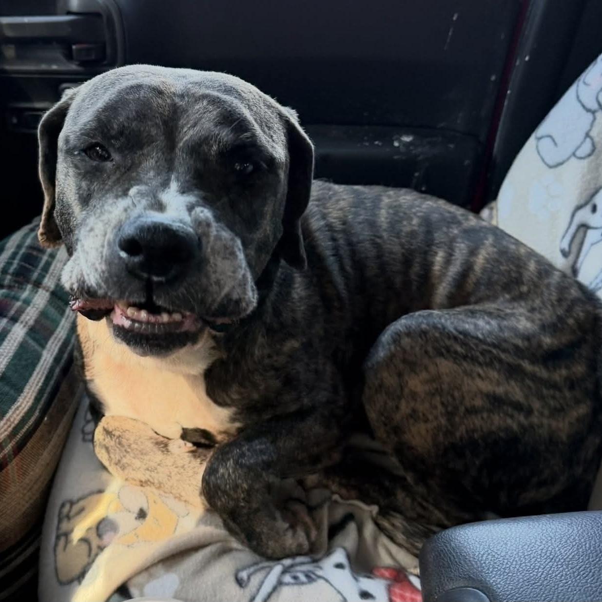 Enlarge Chong, a Adoptable mixed breed in Pound, VA image 5/6