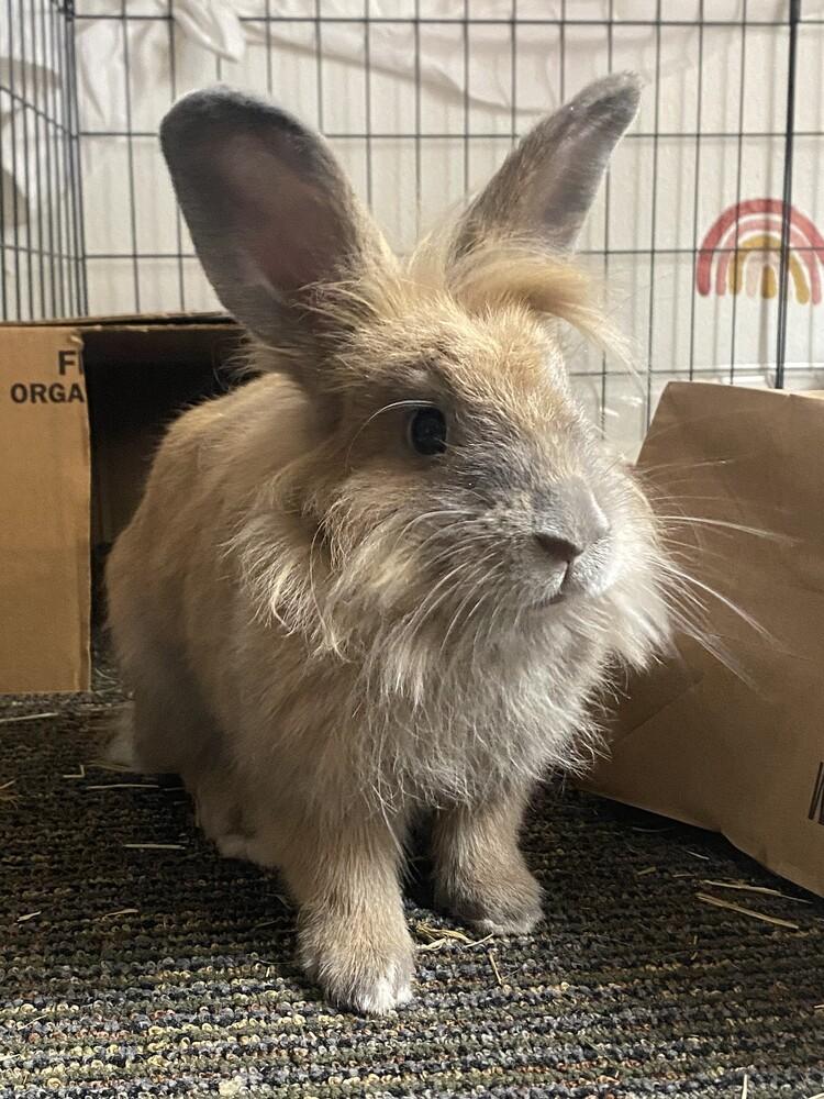 Enlarge Chickie Blue, a Adoptable Lionhead in Longwood, FL image 1/6