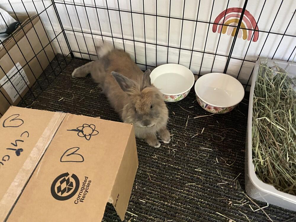 Enlarge Chickie Blue, a Adoptable Lionhead in Longwood, FL image 2/6