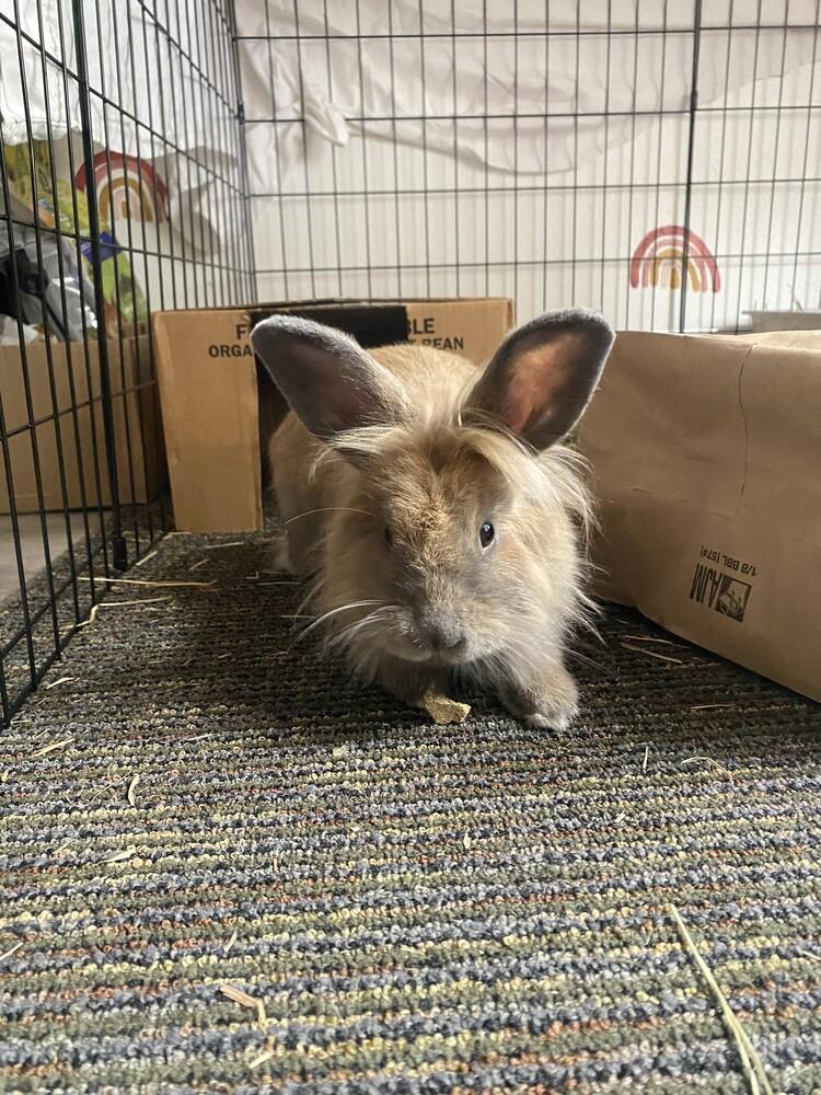 Enlarge Chickie Blue, a Adoptable Lionhead in Longwood, FL image 3/6