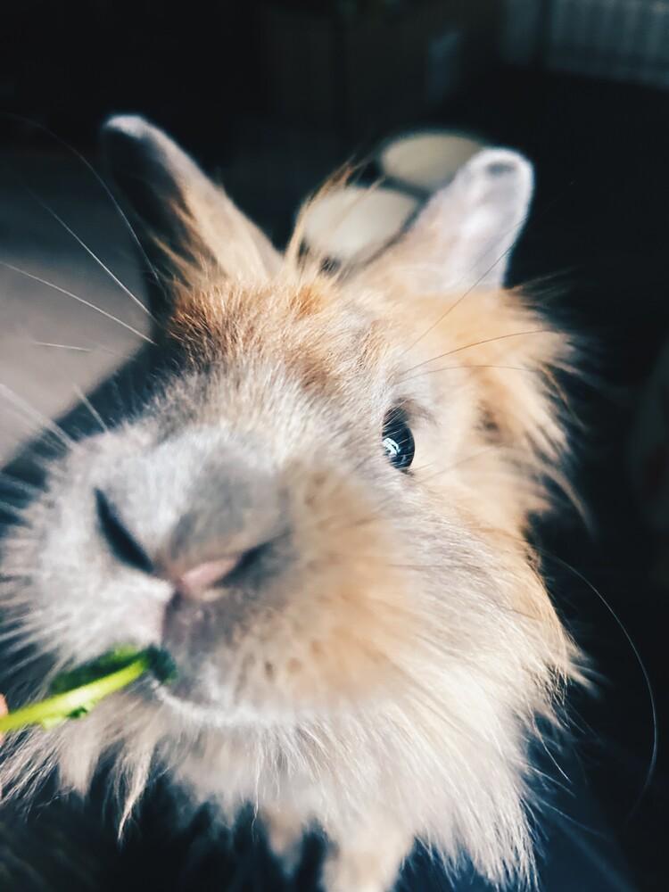 Enlarge Chickie Blue, a Adoptable Lionhead in Longwood, FL image 4/6