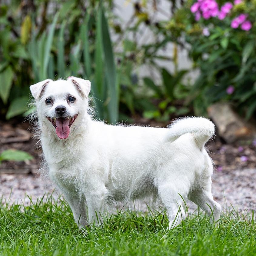 Astro, Adoptable, Senior Male Pomeranian & Mixed Breed.