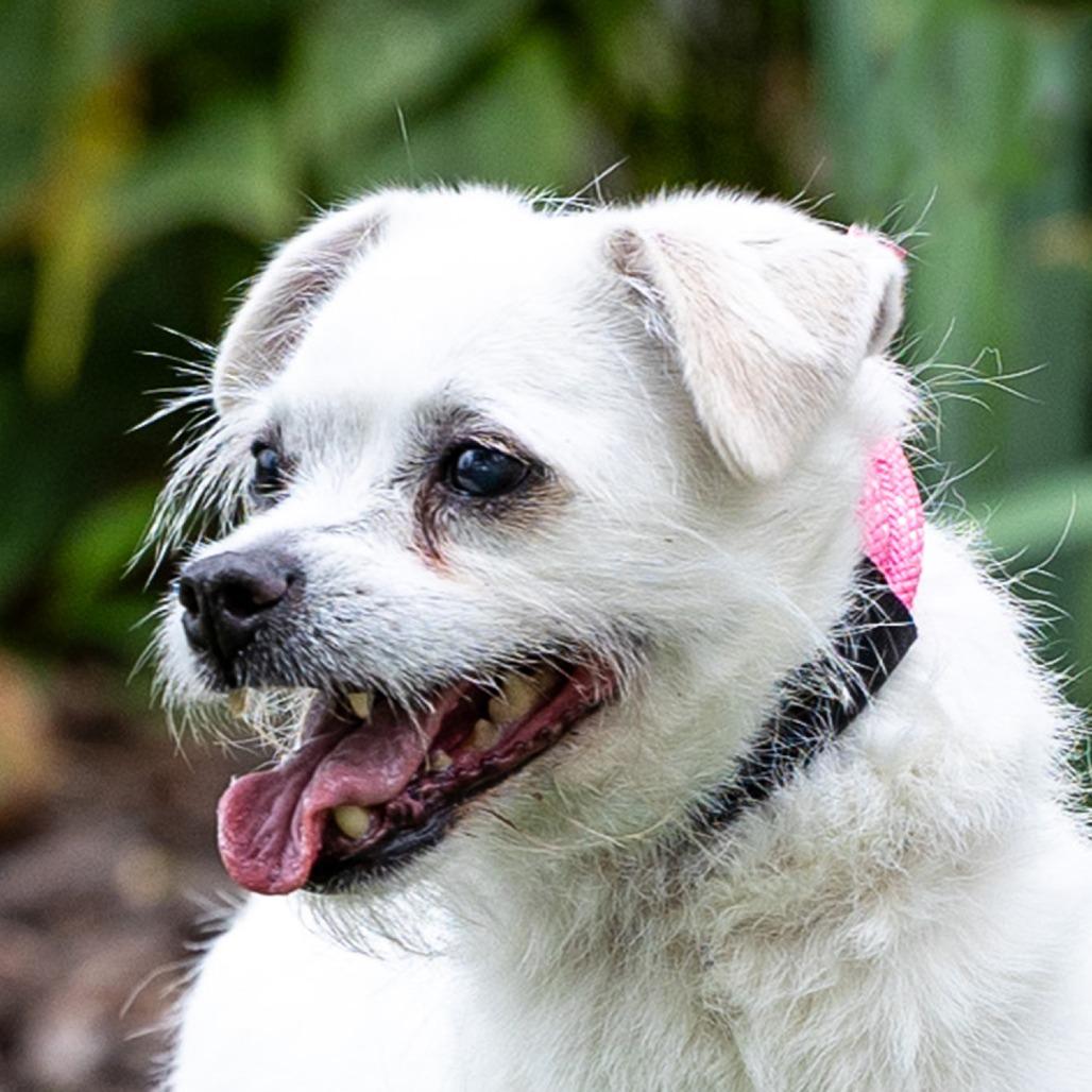Enlarge Astro, a Adoptable mixed breed in Council Bluffs, IA image 2/5