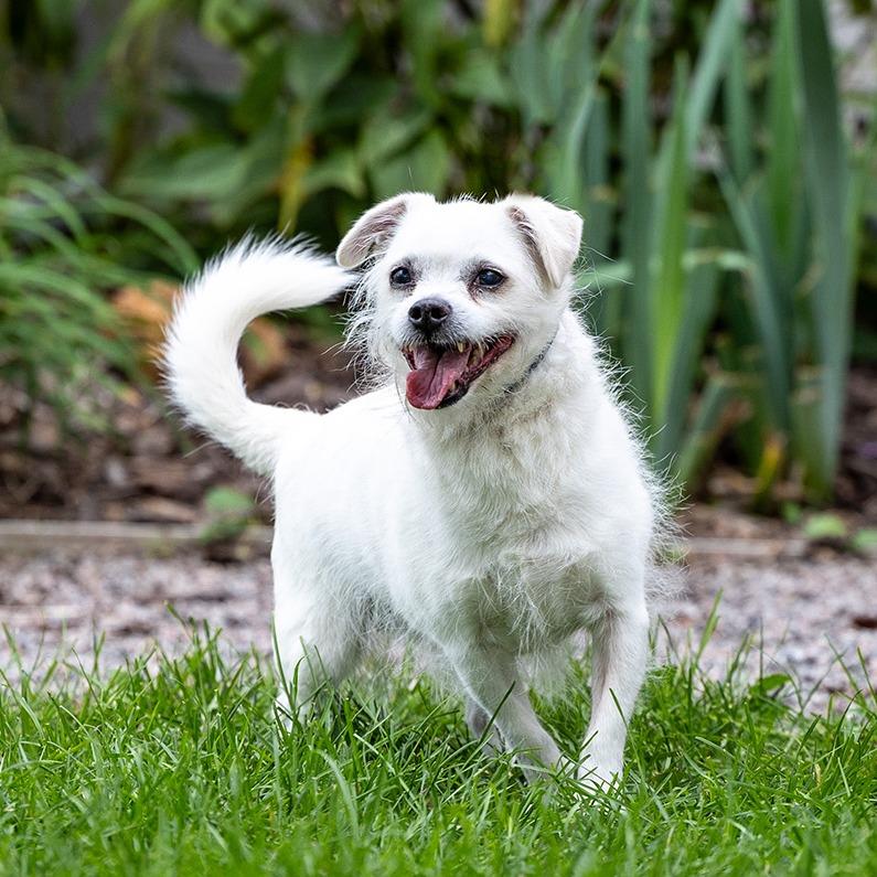 Enlarge Astro, a Adoptable mixed breed in Council Bluffs, IA image 3/5