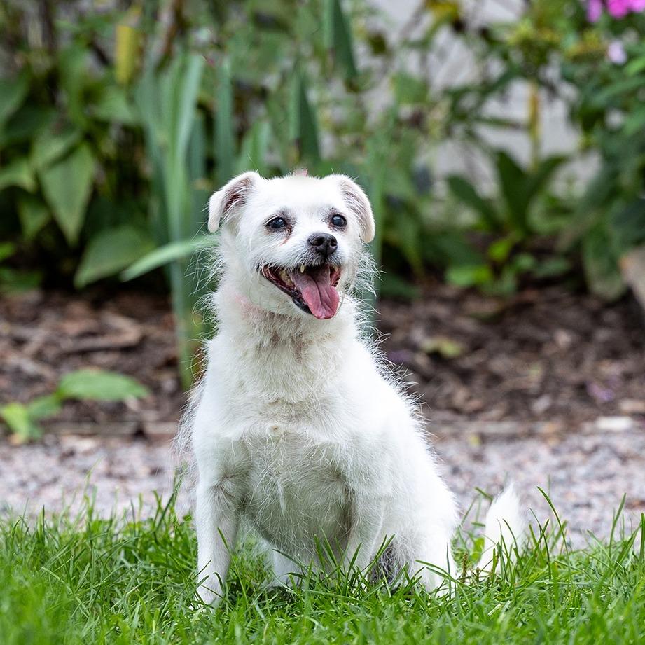 Enlarge Astro, a Adoptable mixed breed in Council Bluffs, IA image 4/5