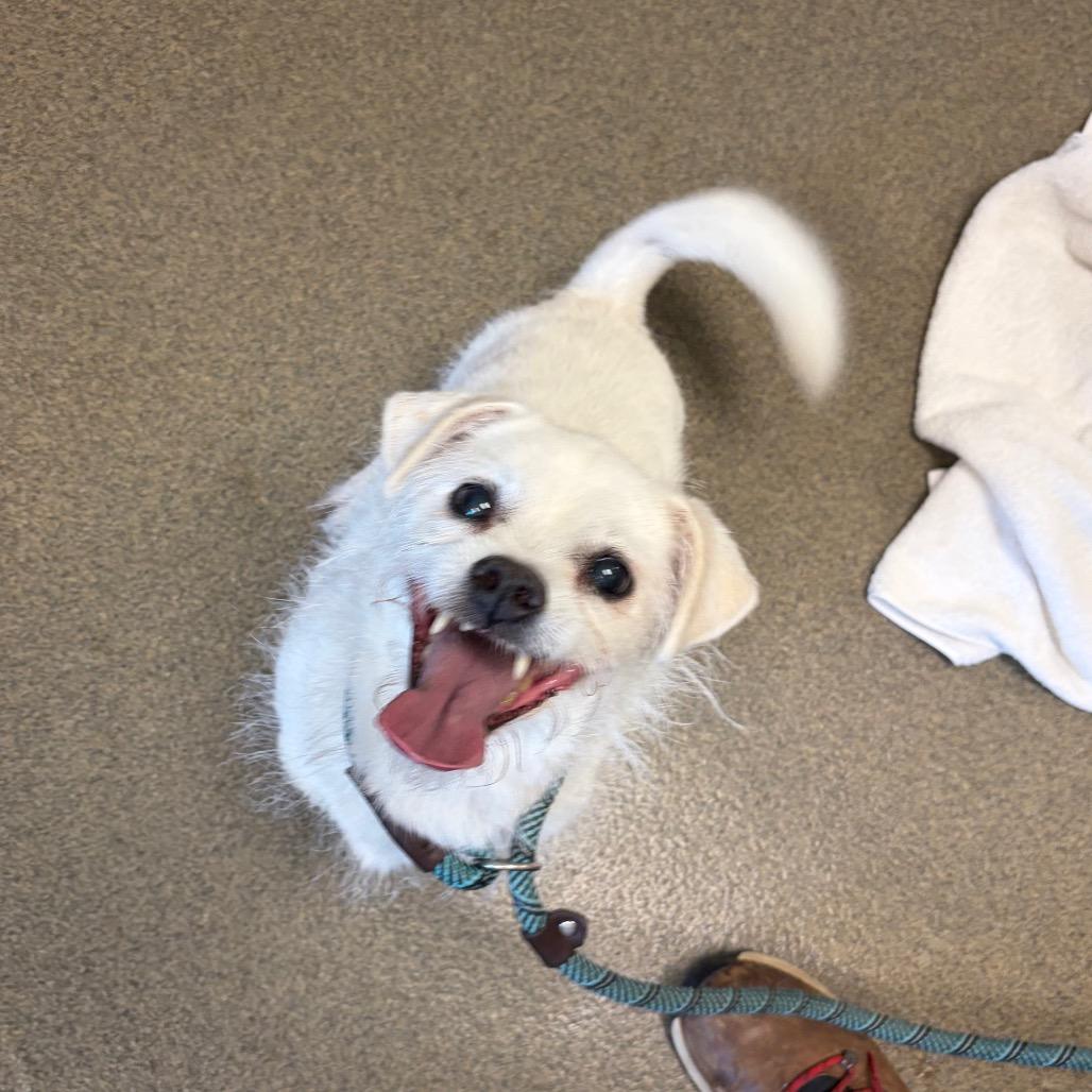 Enlarge Astro, a Adoptable mixed breed in Council Bluffs, IA image 5/5