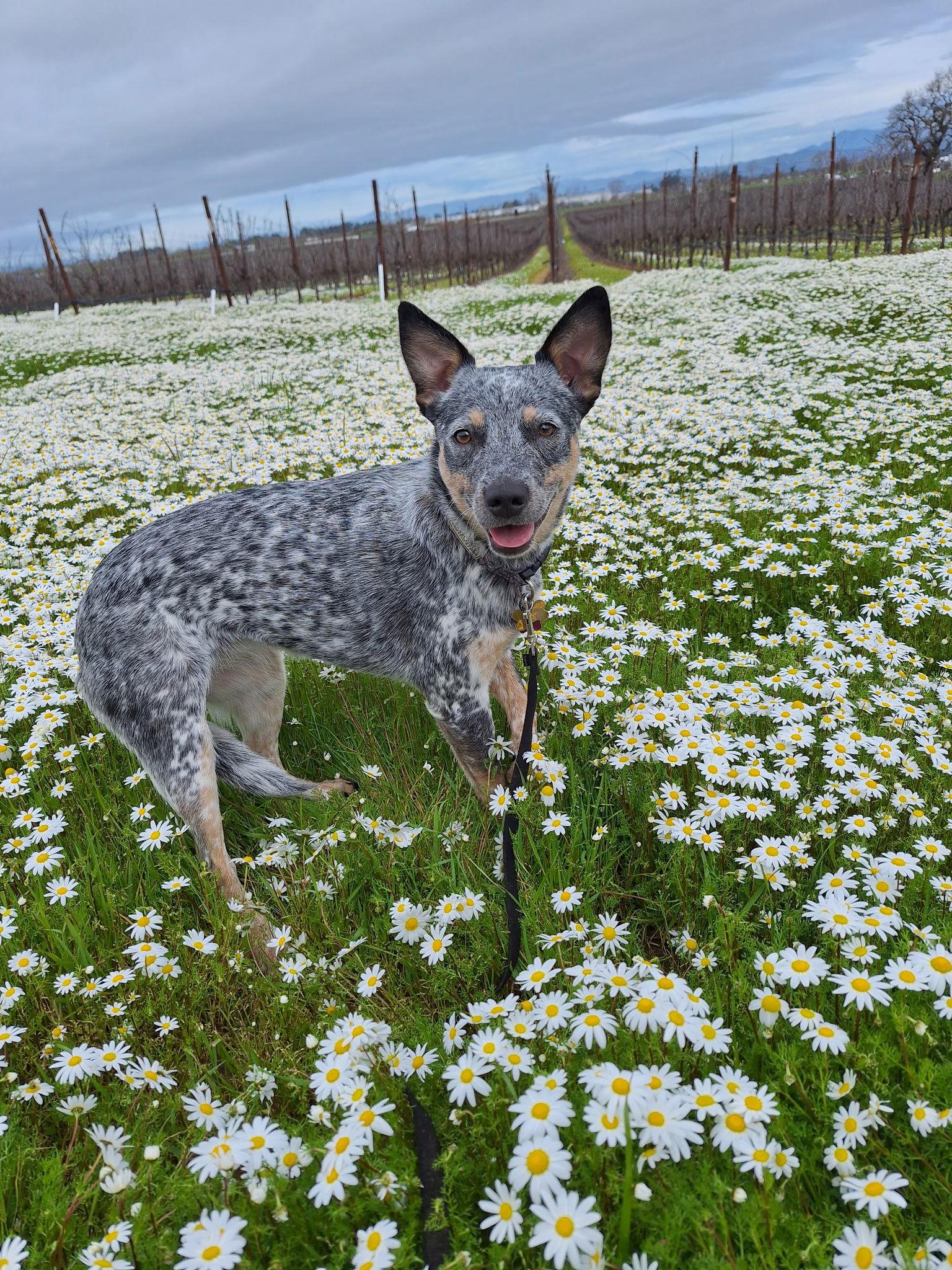Enlarge Ella, a Adoptable Australian Cattle Dog / Blue Heeler in Petaluma, CA image 1/3