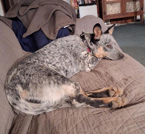 Ella