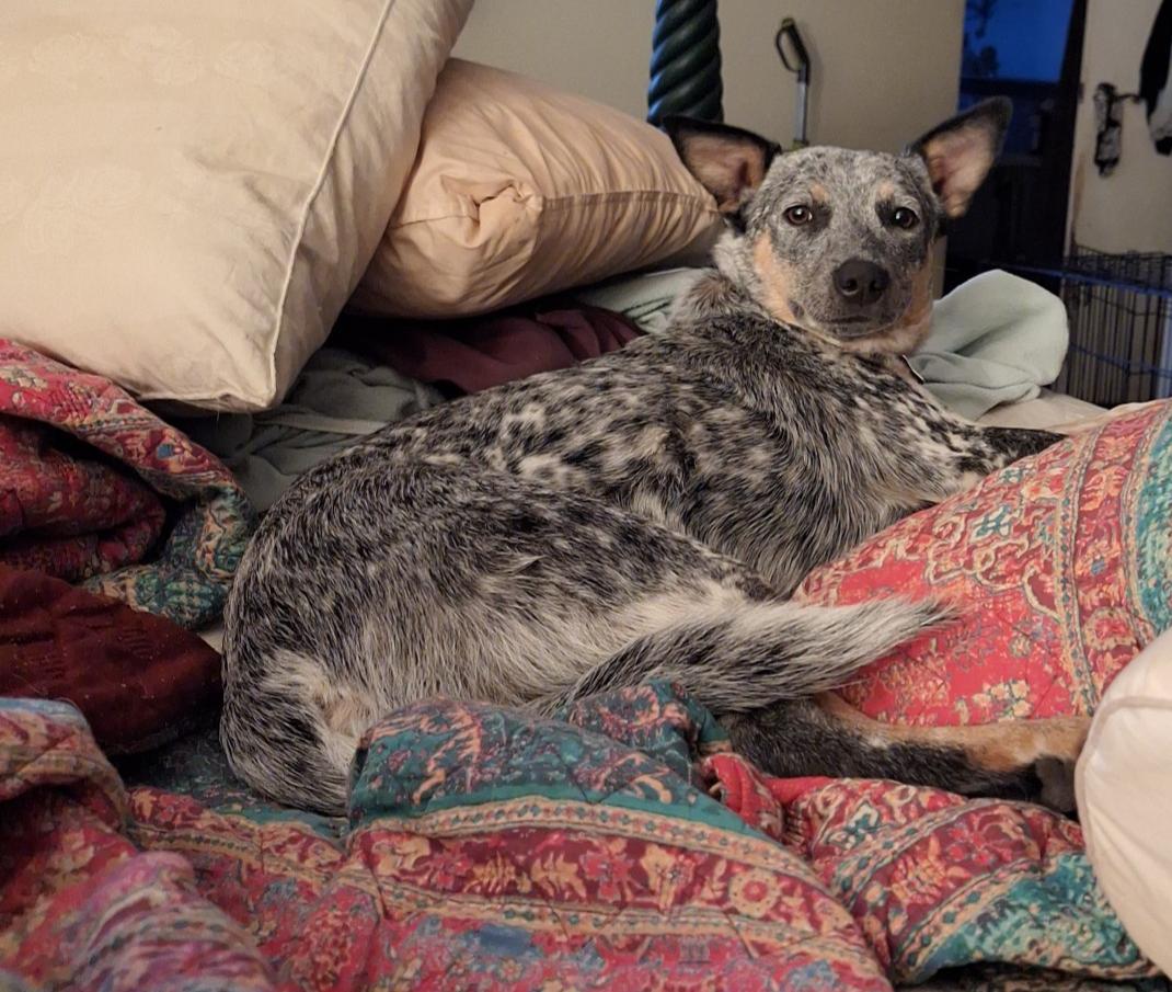 Enlarge Ella, a Adoptable Australian Cattle Dog / Blue Heeler in Petaluma, CA image 2/3