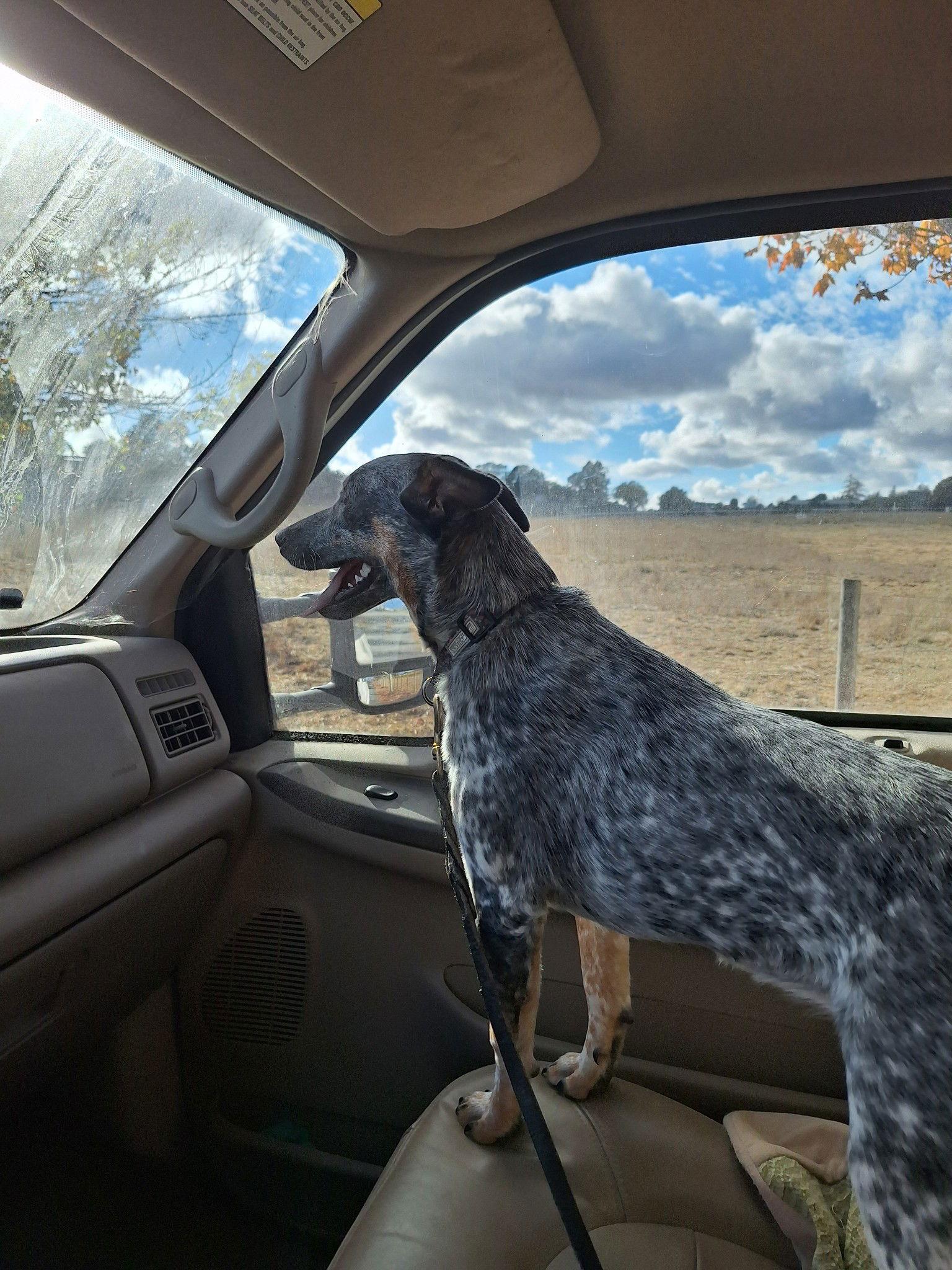 Enlarge Ella, a Adoptable Australian Cattle Dog / Blue Heeler in Petaluma, CA image 3/3