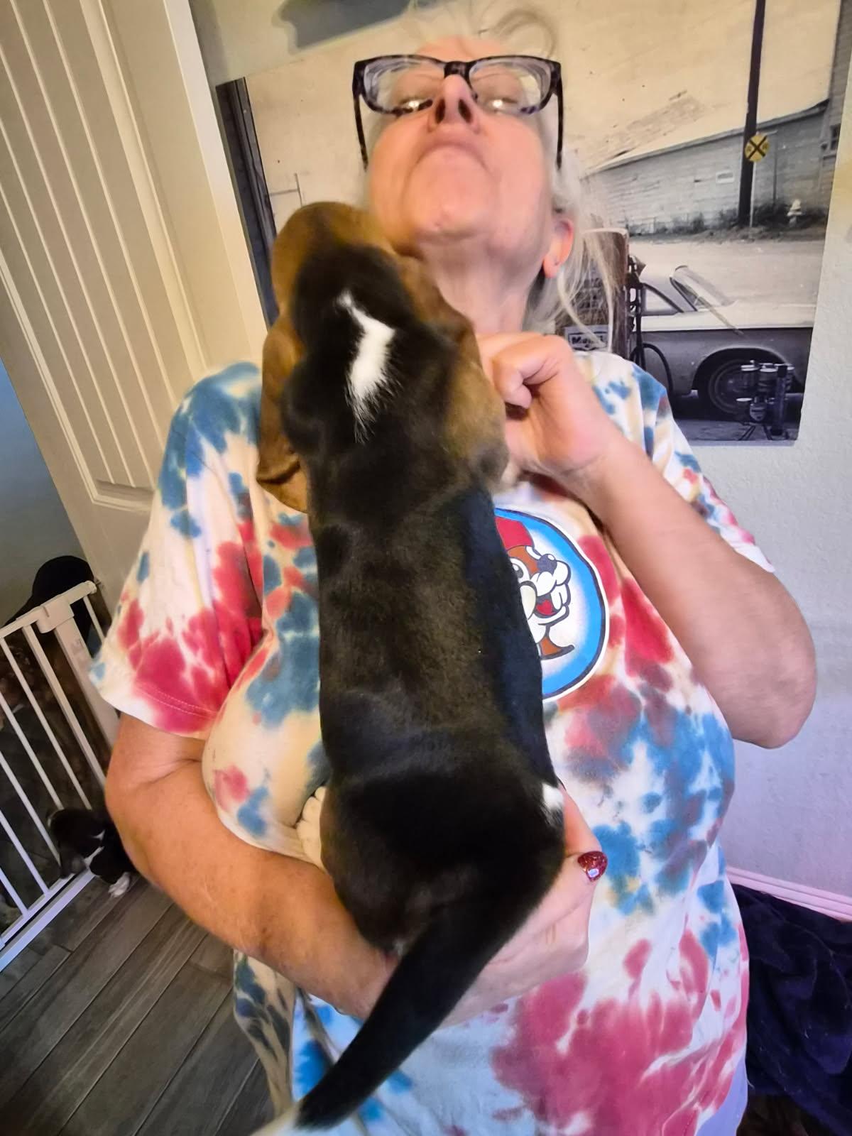 Enlarge Willow, a Adopted Basset Hound in Grapevine, TX image 1/3