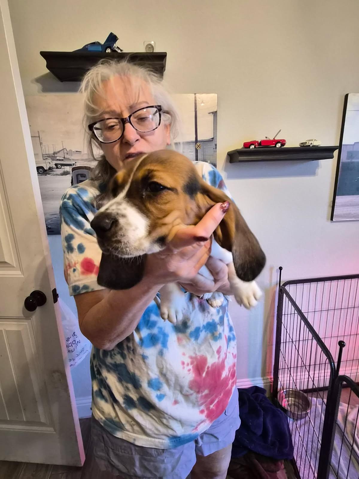 Enlarge Willow, a Adopted Basset Hound in Grapevine, TX image 2/3