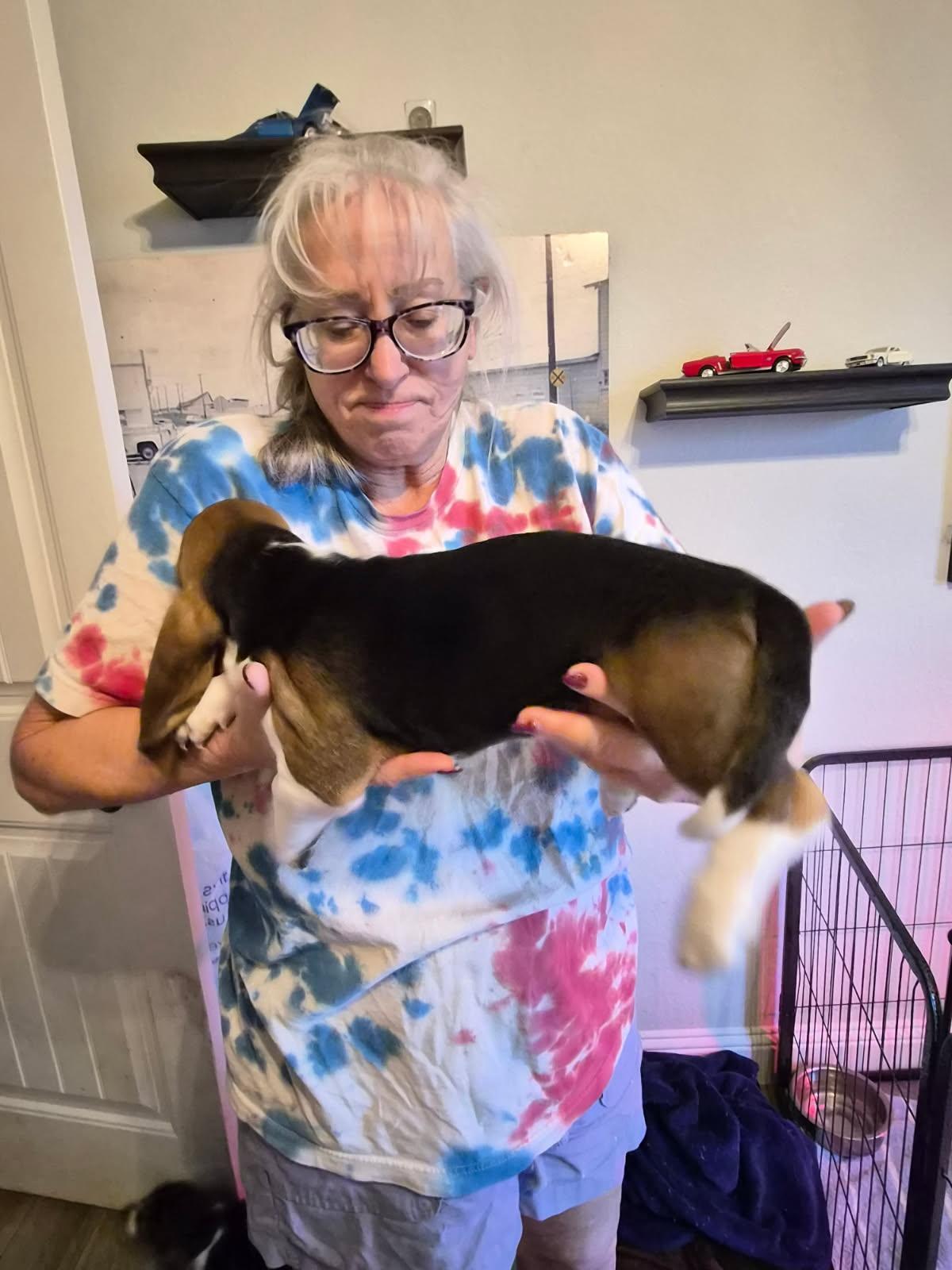 Enlarge Willow, a Adopted Basset Hound in Grapevine, TX image 3/3