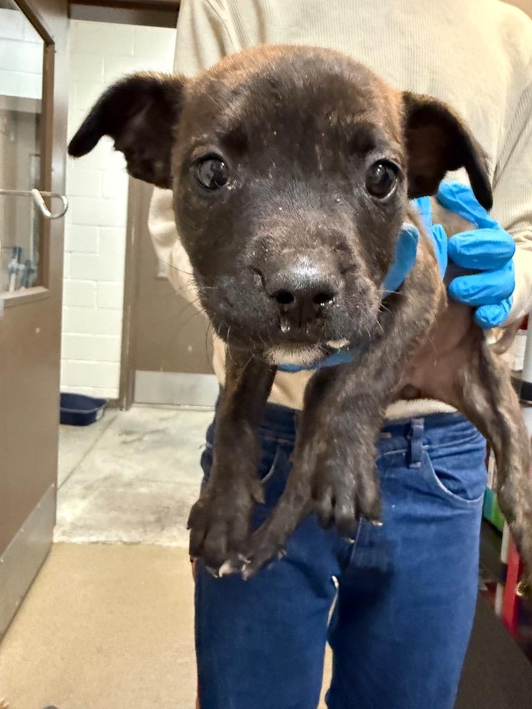 Tatyana , Adoptable, Puppy Female Mixed Breed.