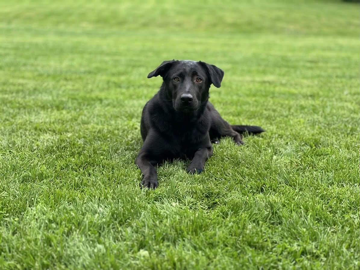 Enlarge Moxie, a Adoptable mixed breed in Ossining, NY image 1/1