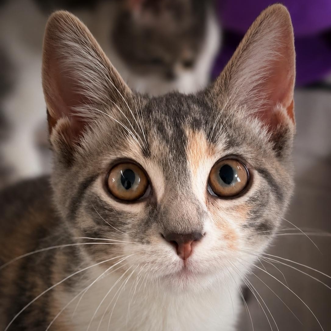 Enlarge Rose, a Adopted Domestic Short Hair in Ford City, PA image 1/2