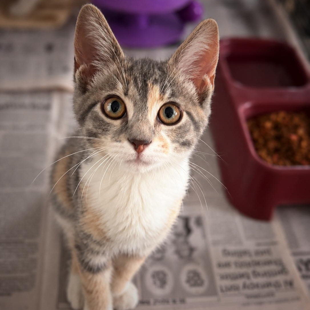 Enlarge Rose, a Adopted Domestic Short Hair in Ford City, PA image 2/2