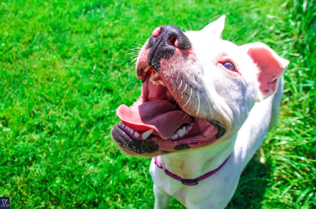 SARGE, a Adoptable American Staffordshire Terrier in Rochester, NY image 2/6
