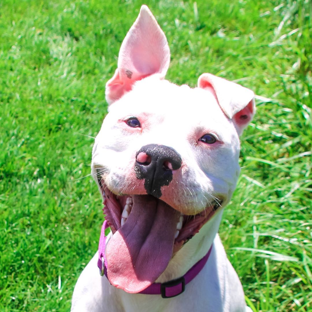 SARGE, a Adoptable American Staffordshire Terrier in Rochester, NY image 1/6